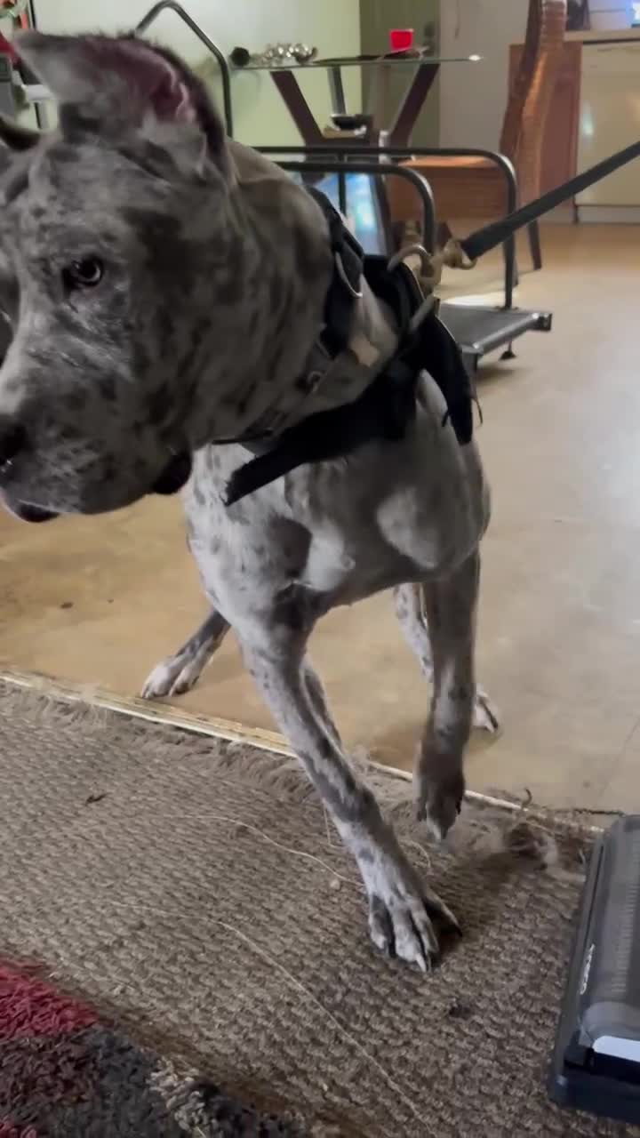 Daniff dogs for sale: Daniff Puppy 1 - Video 1