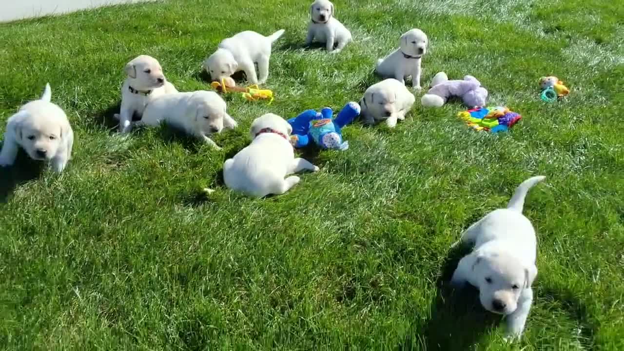 Labrador Retriever dogs for sale: Izzy Retriever 5 - Video 1