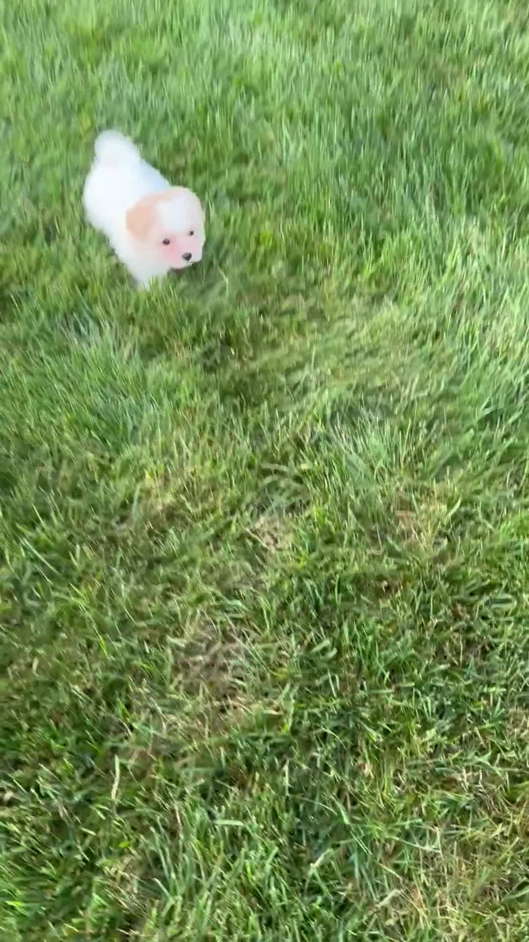 Teddy Bear dogs for sale: Riley - Video 1