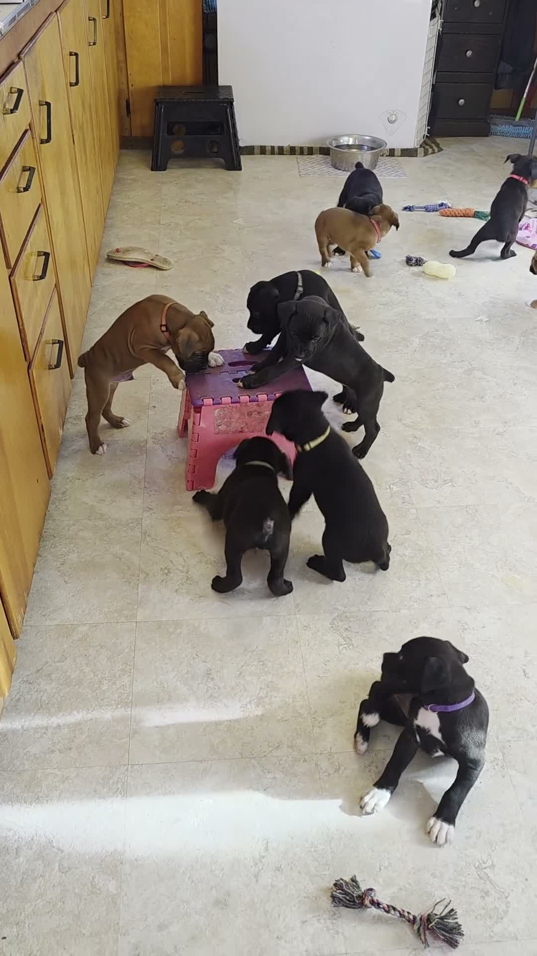Boxer dogs for sale: Zion - Video 1
