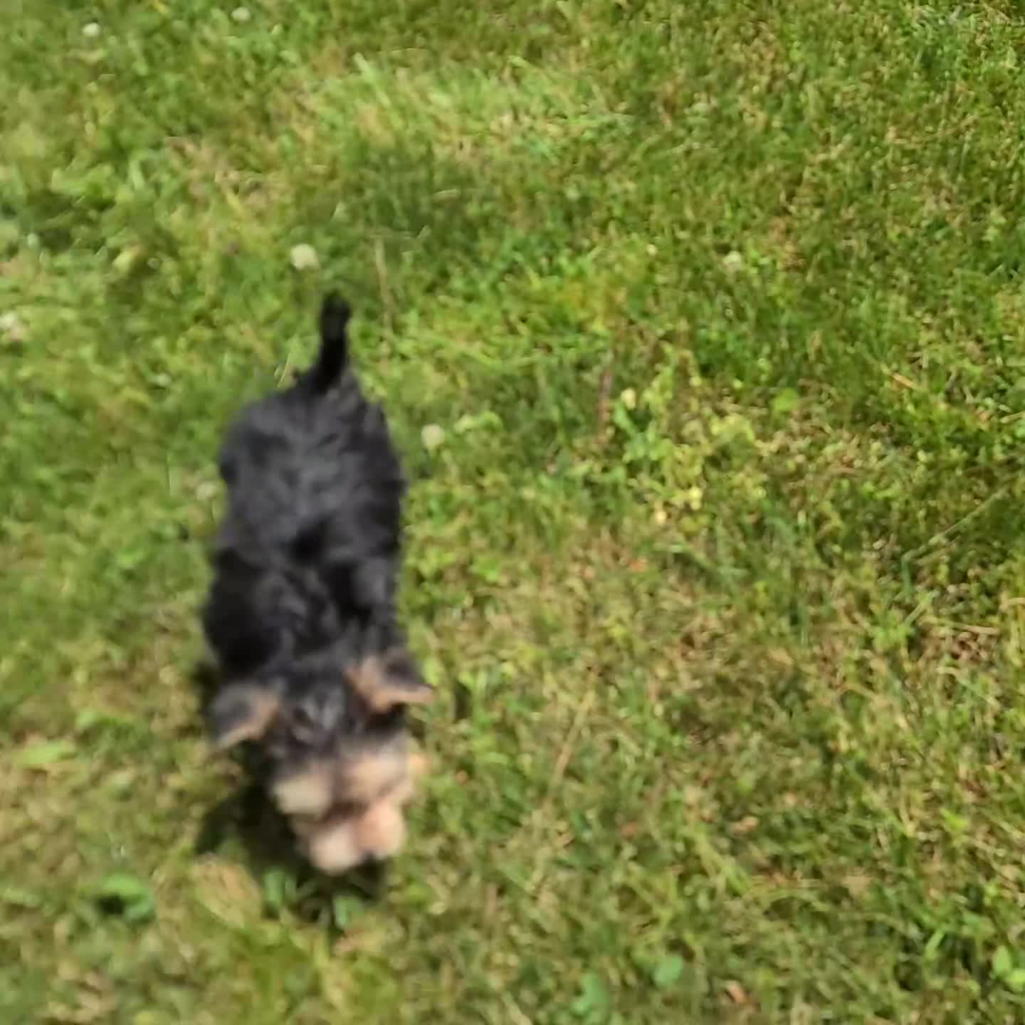 Morkie dogs for sale: Jet - Video 1