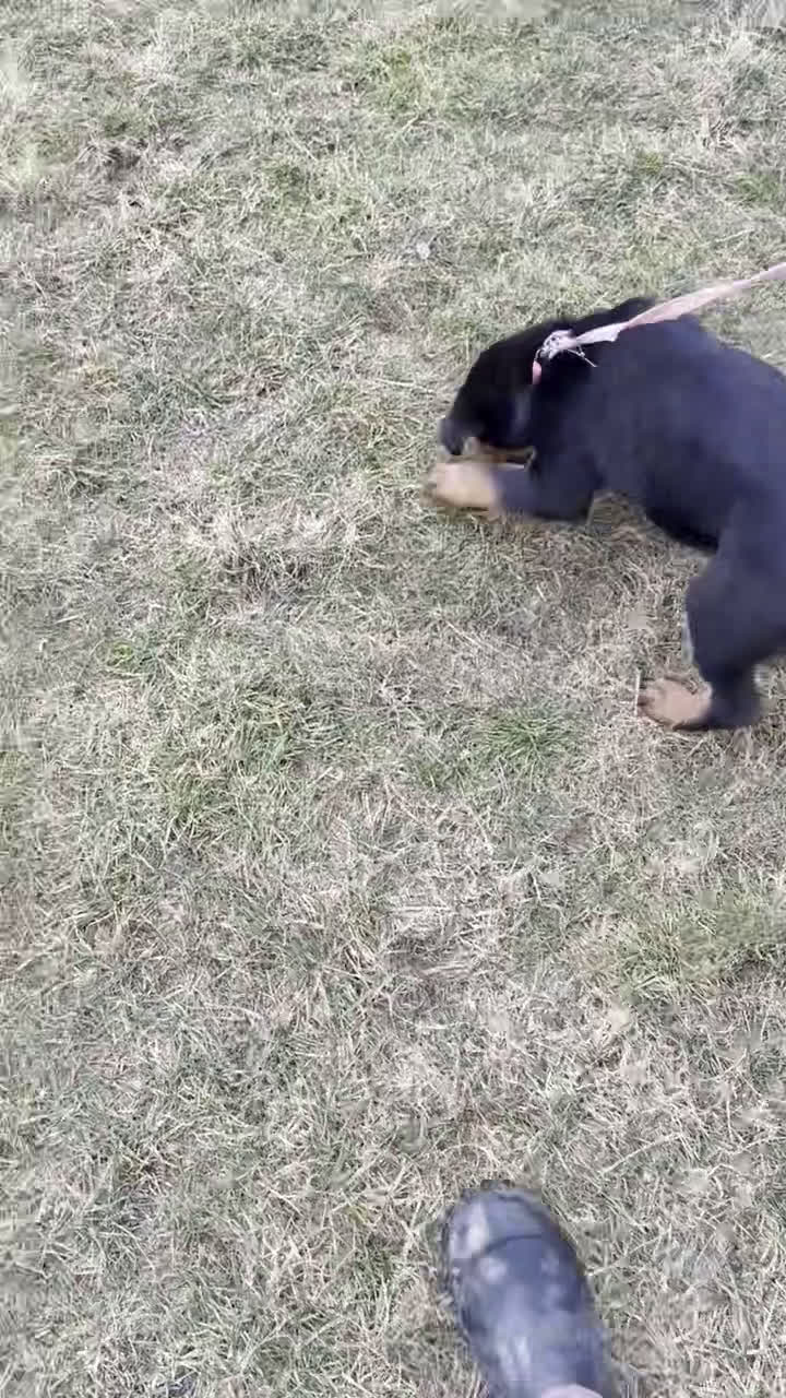 Rottweiler dogs for sale: Dora - Video 1