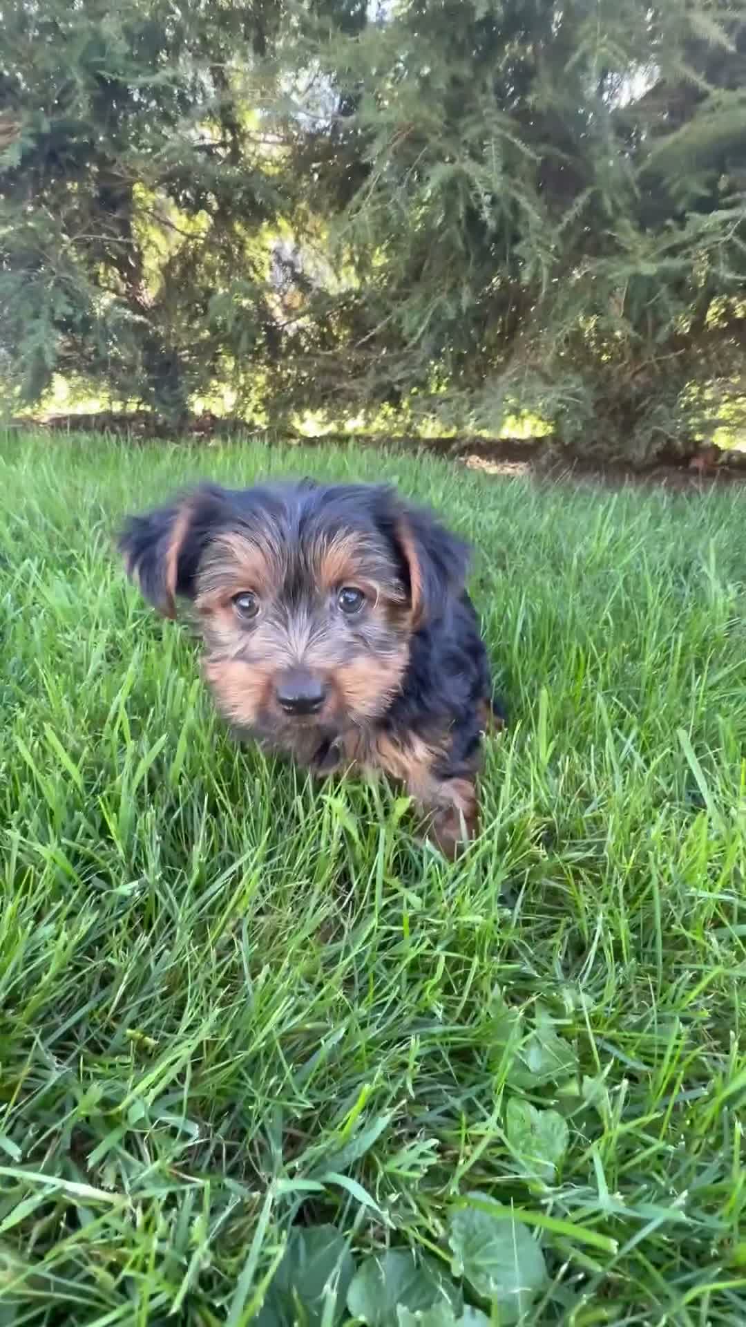 Yorkshire Terrier dogs for sale: Dash - Video 1