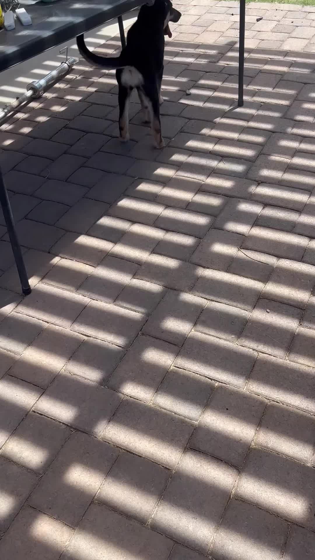 Gerberian Shepsky dogs for sale: Ginny - Video 1