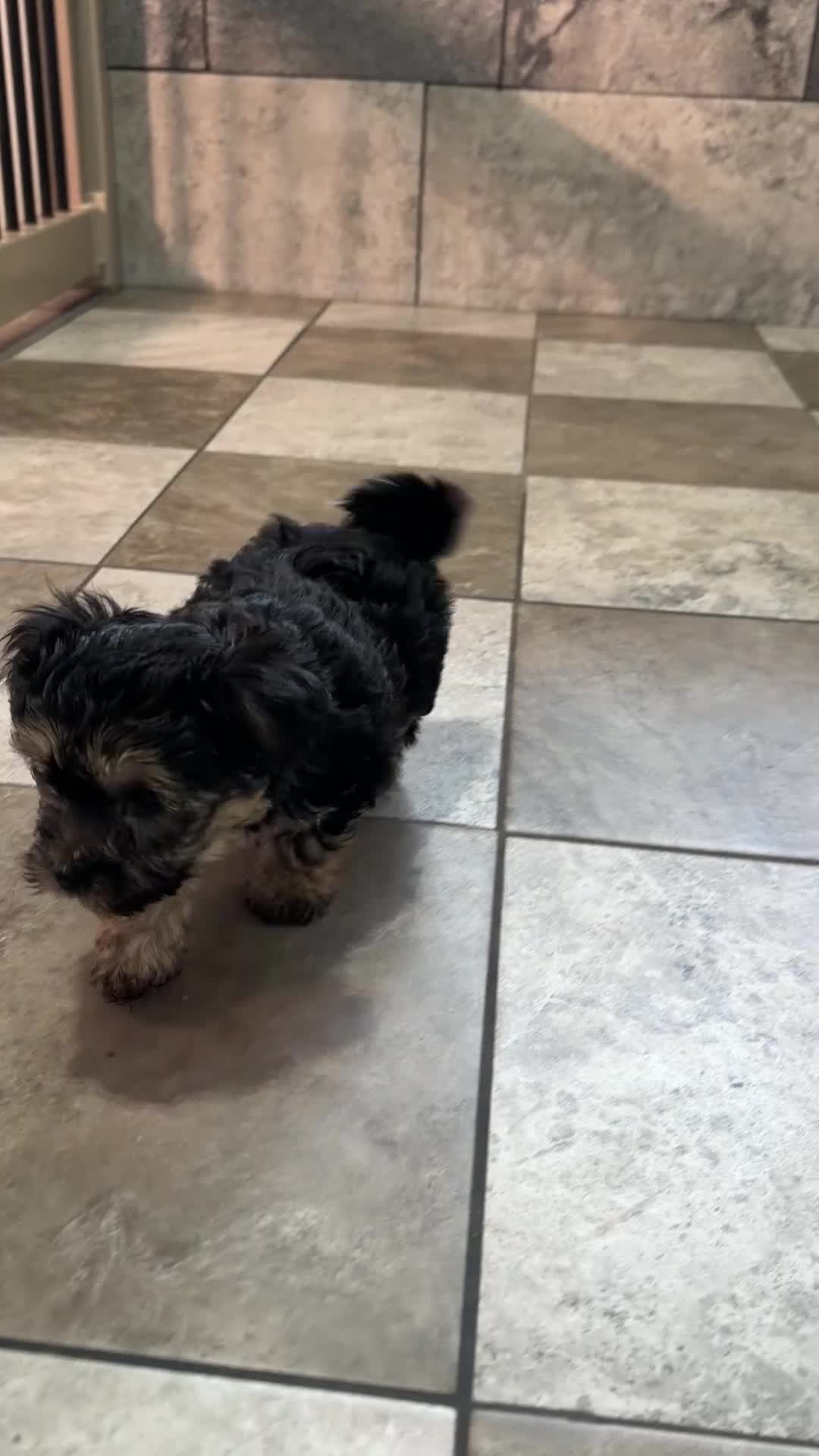 Yochon dogs for sale: Mason - Video 1