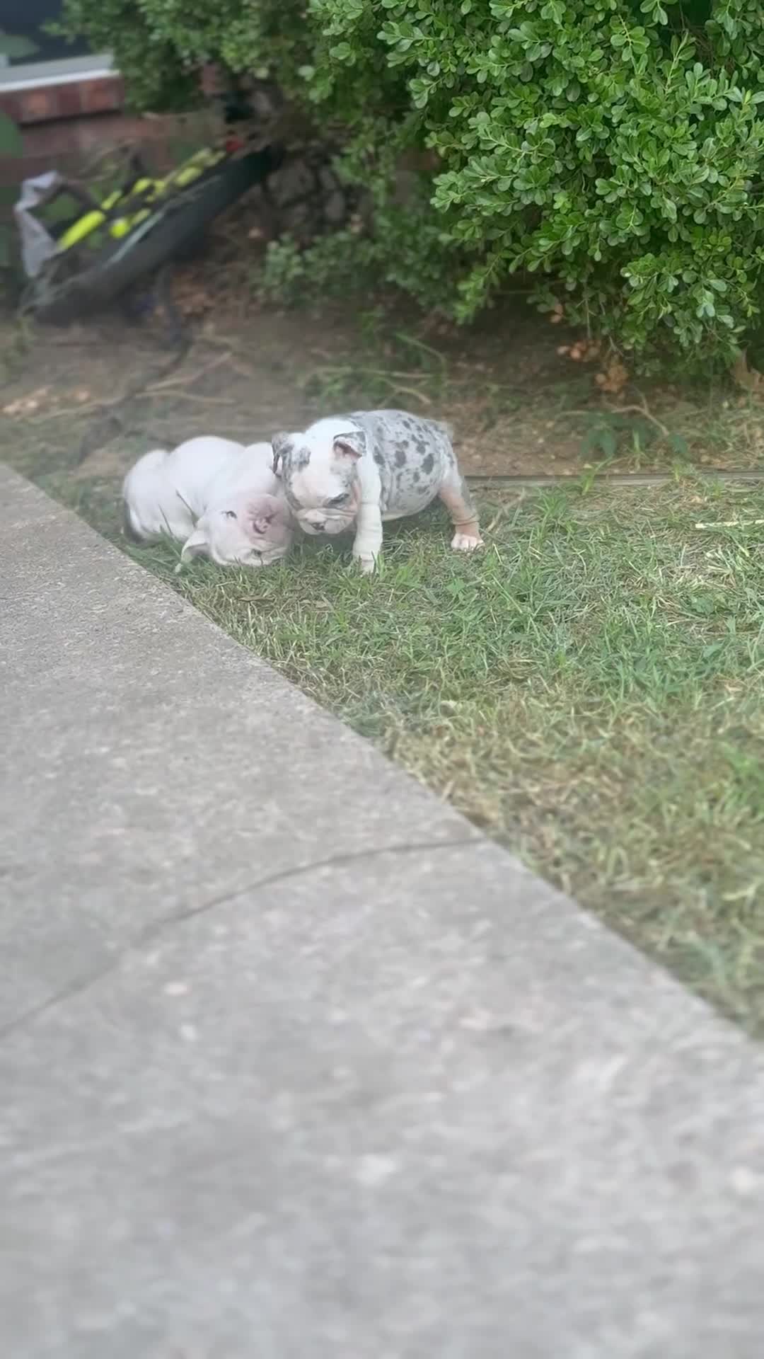 English Bulldog dogs for sale: Butterfly  - Video 1