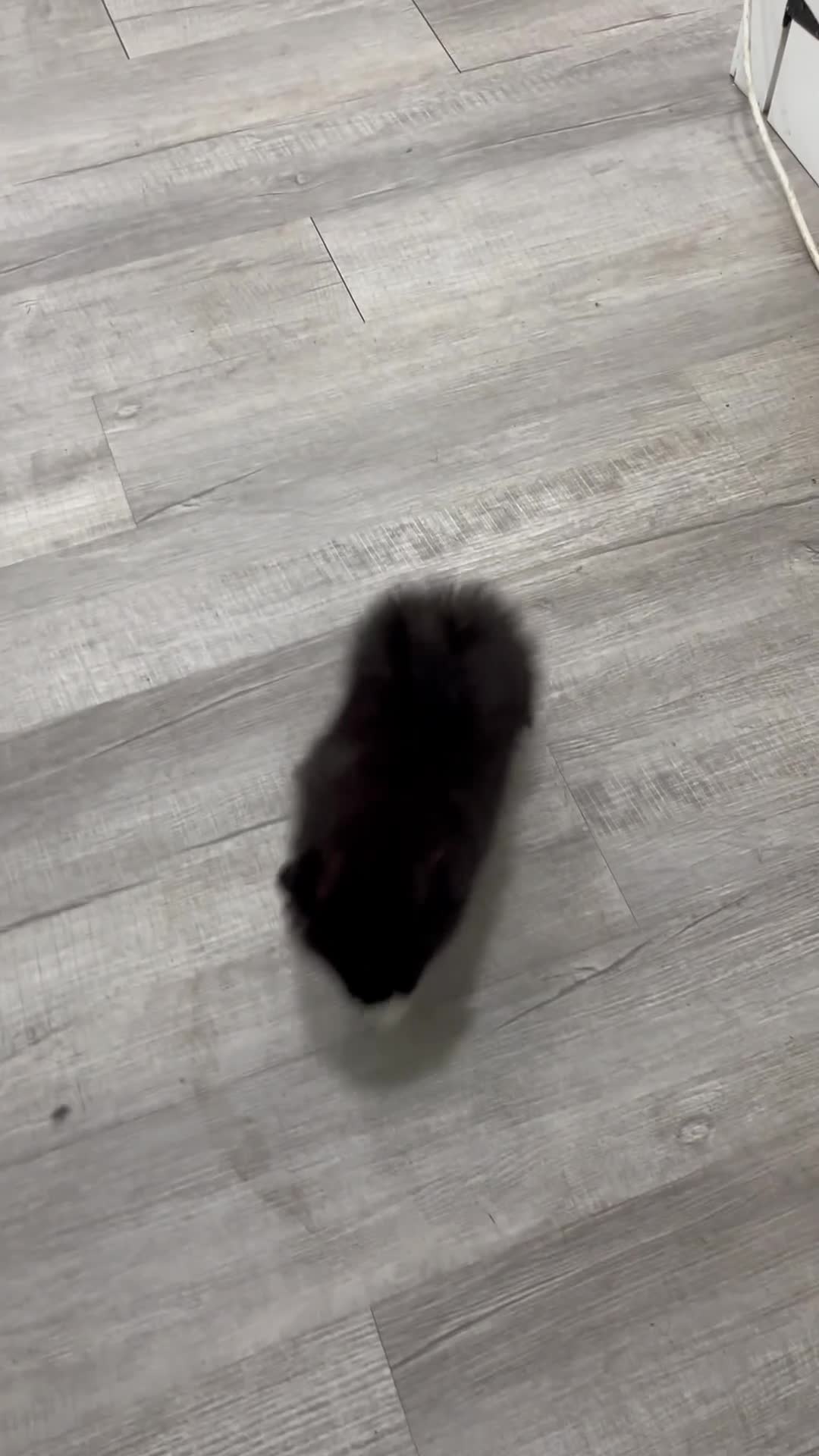 Pomeranian dogs for sale: Rory - Video 1