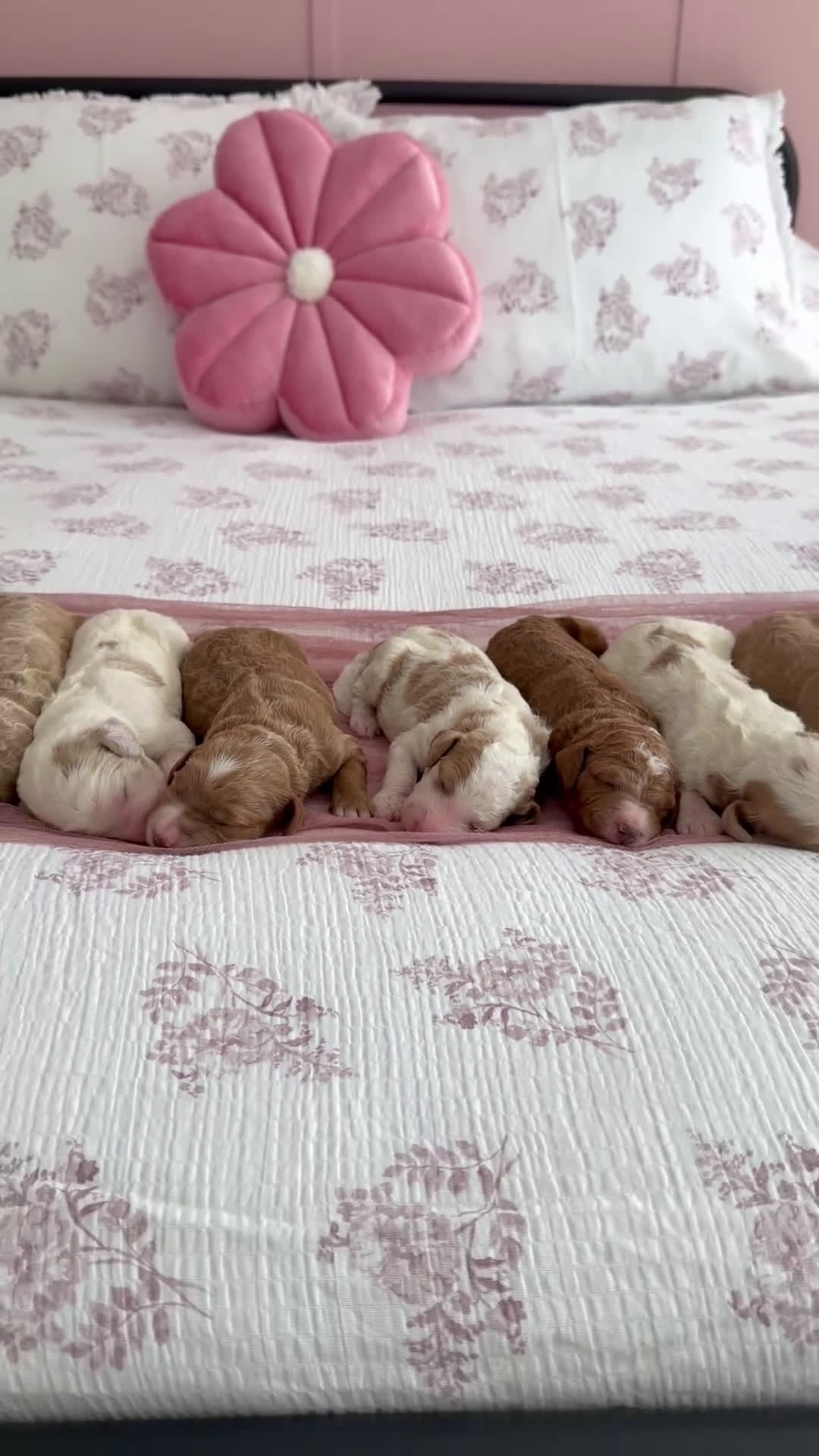 Goldendoodle dogs for sale: Raleigh - Video 1