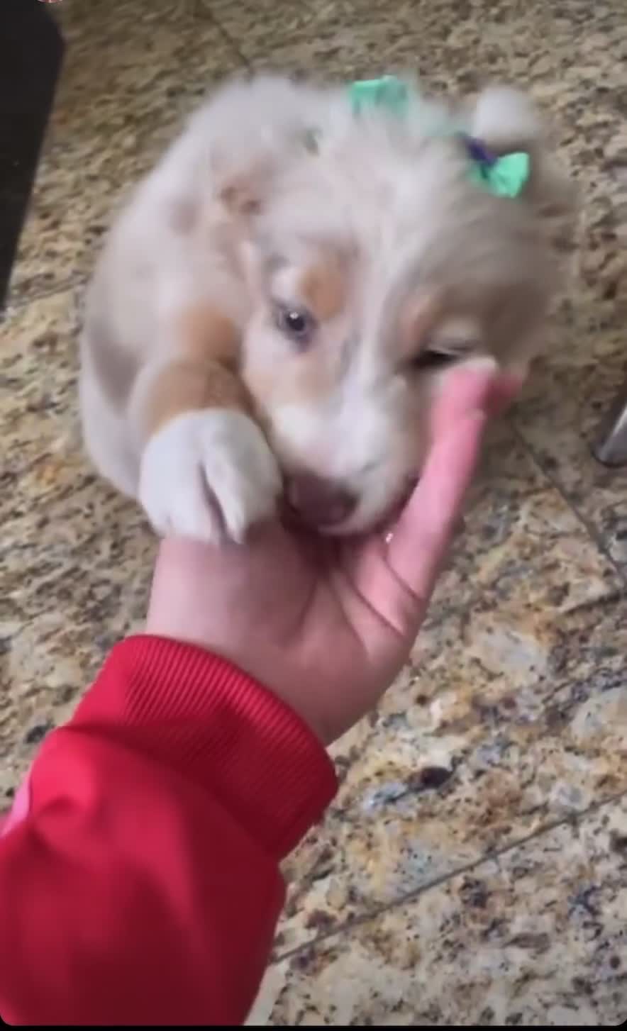 Australian Shepherd dogs for sale: Australian Shepherd 1 - Video 3