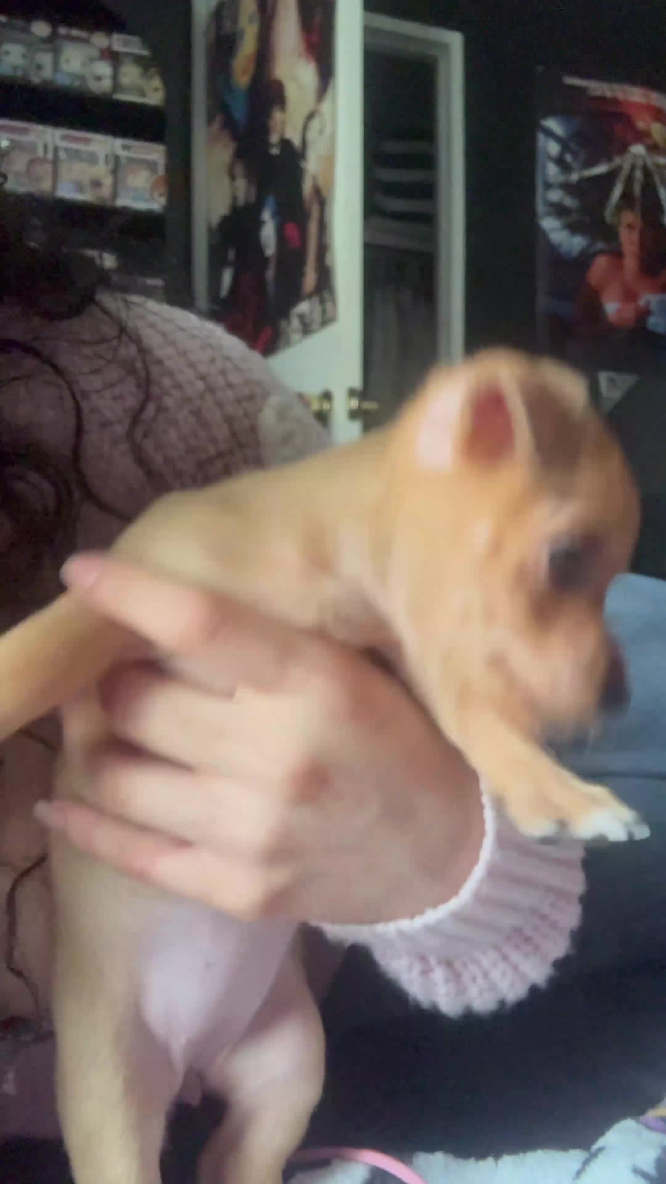 Mixed Breed dogs for sale: Lilith  - Video 1