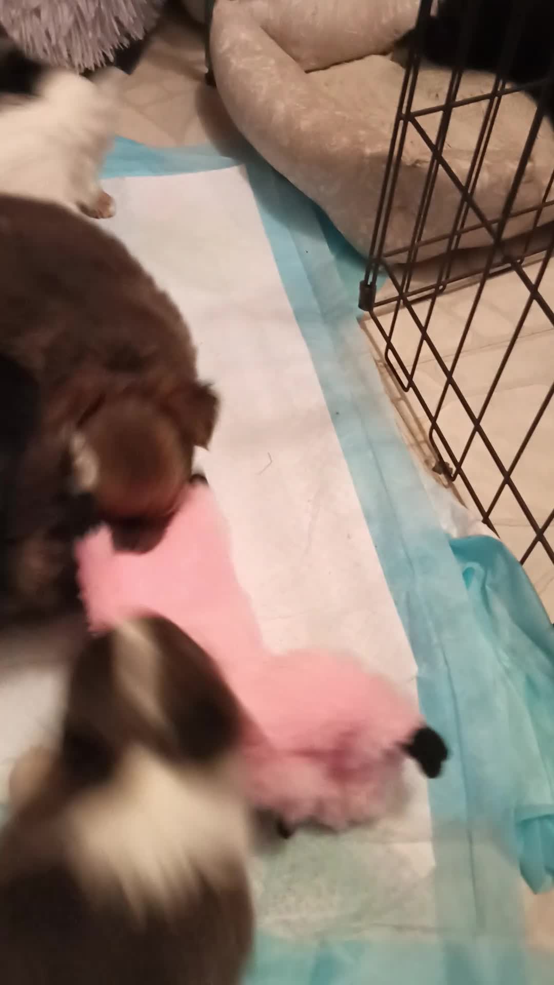 Chihuahua dogs for sale: Chihuahua 4 - Video 1