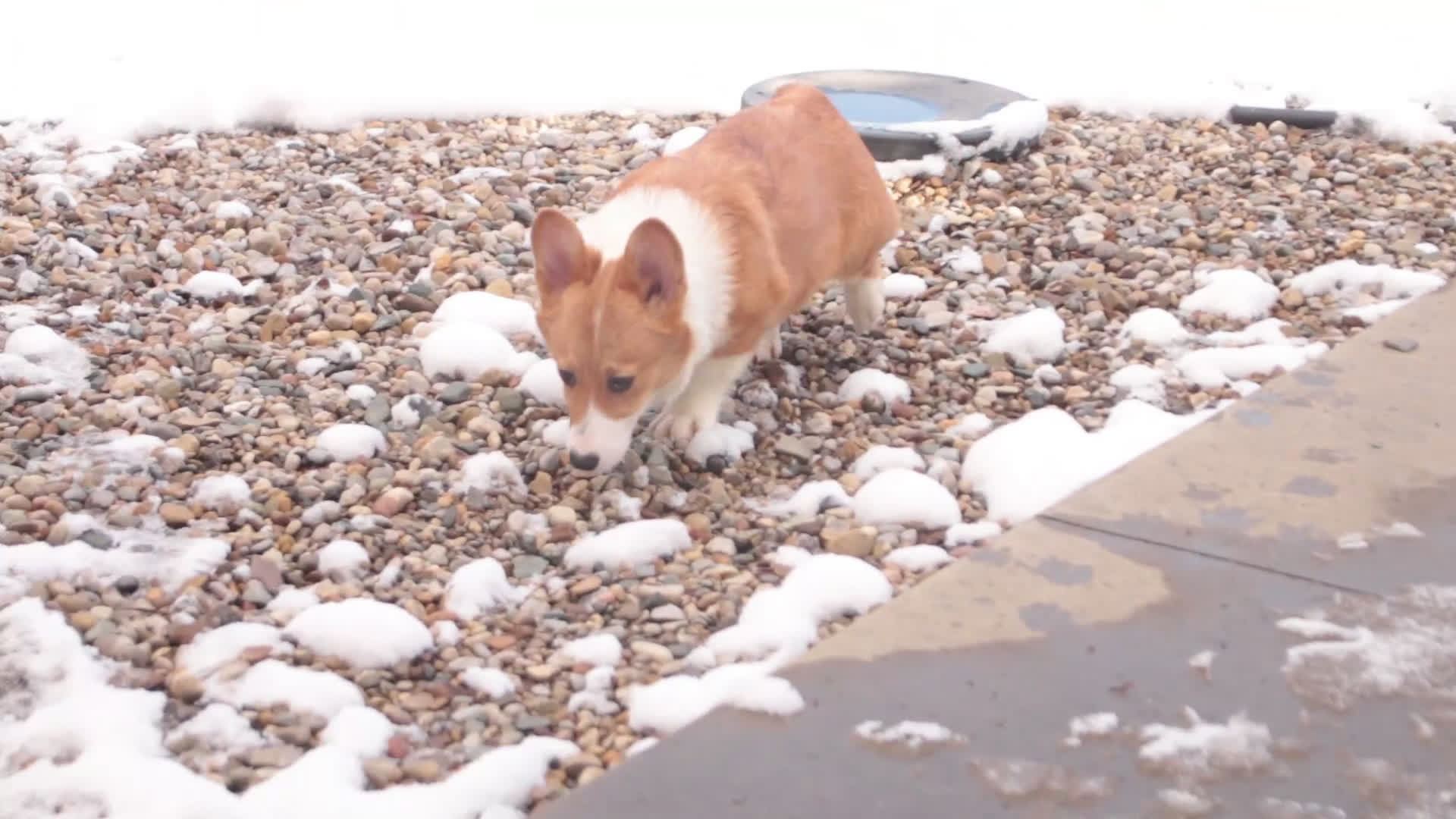 Welsh Corgi Pembroke dogs for sale: Steele - Video 1