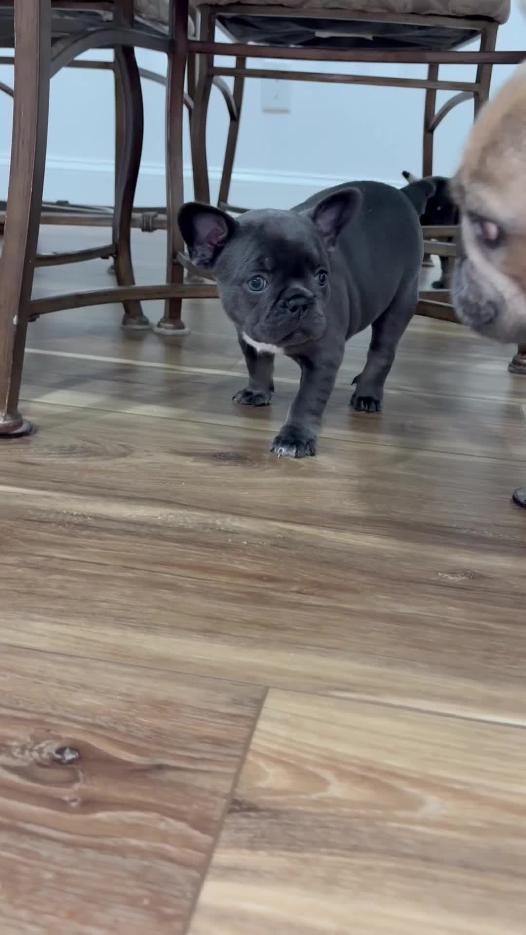 French Bulldog dogs for sale: French Bulldog Puppy 1 - Video 1