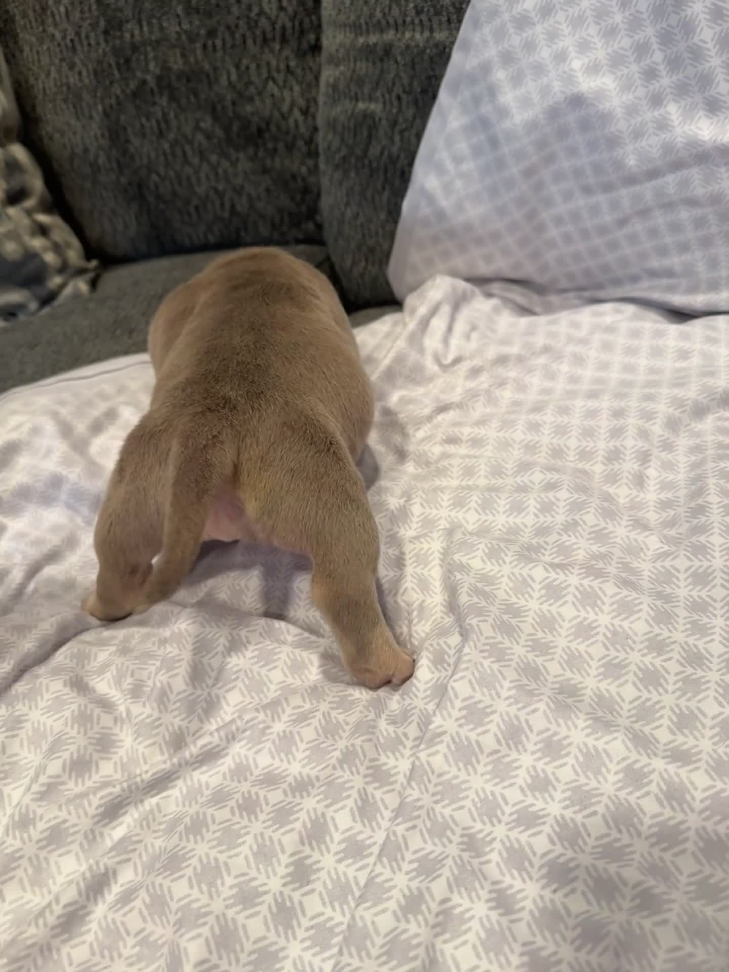 American Bully dogs for sale: American Bully Puppy 6 - Video 1