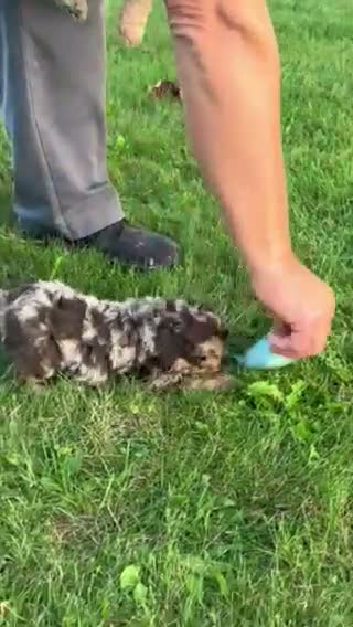 Aussiedoodle dogs for sale: Toffee Miniature Aussiedoodle  - Video 2