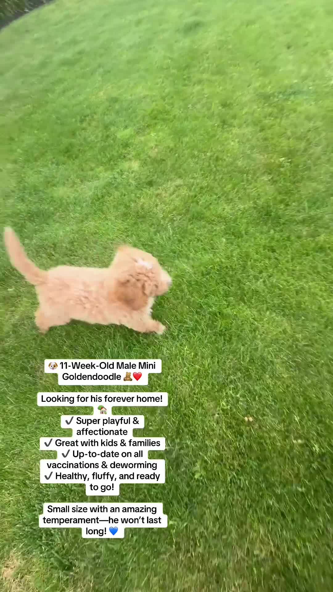 Mini Goldendoodle dogs for sale: Teddy - Video 1