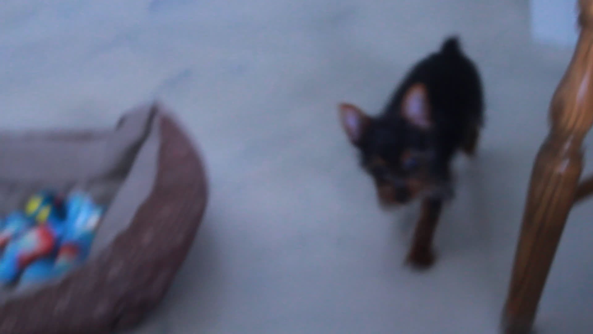 Yorkshire Terrier dogs for sale: Bimbo - Video 1