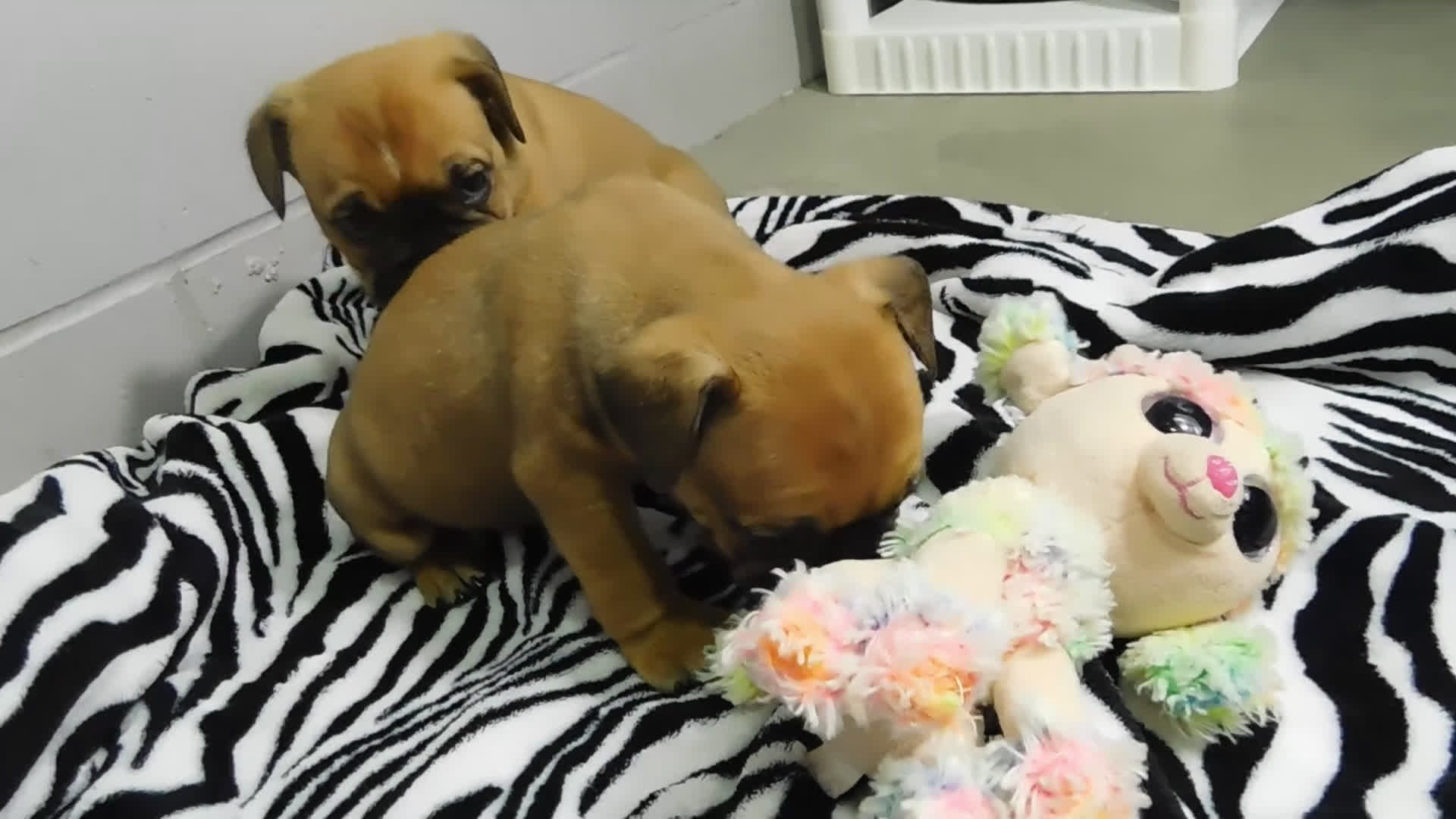 Mixed Breed dogs for sale: Charlie - Video 1