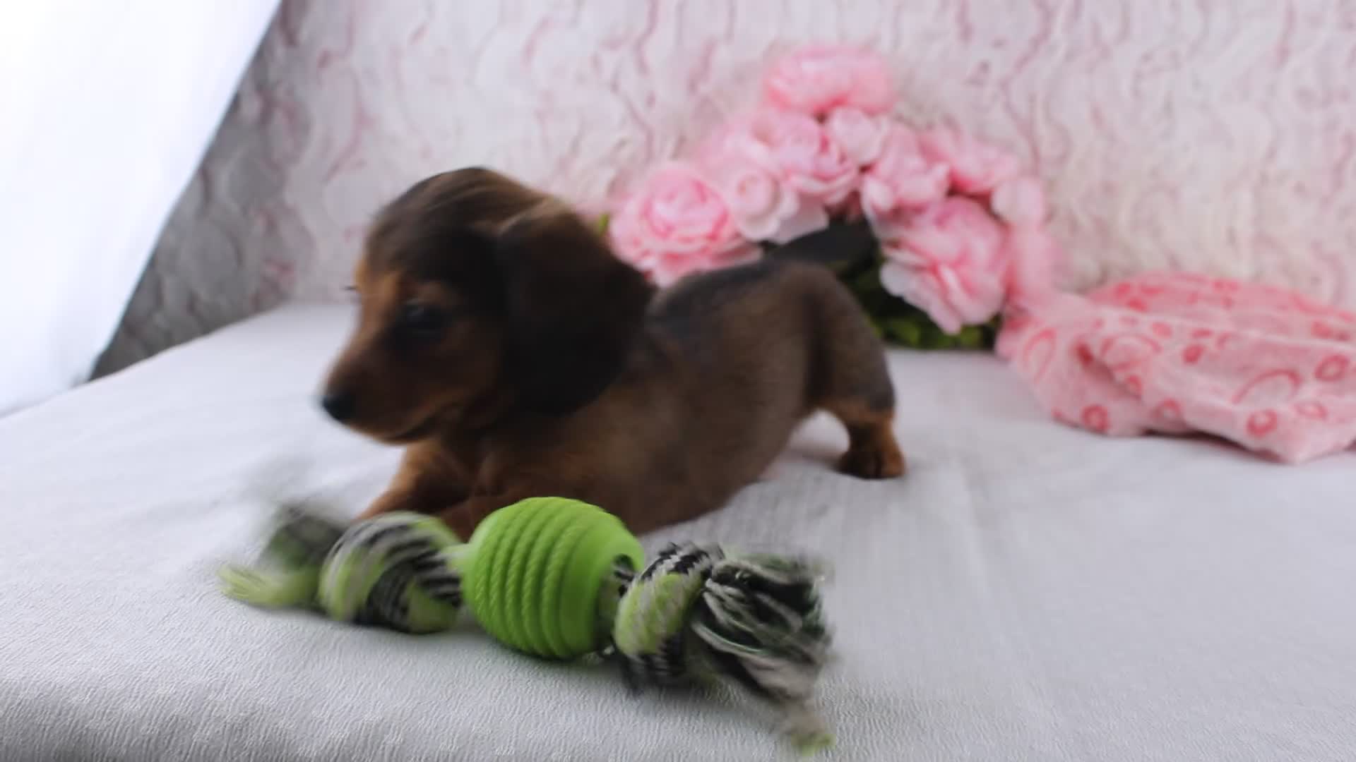 Miniature Dachshund dogs for sale: Havan - Video 1