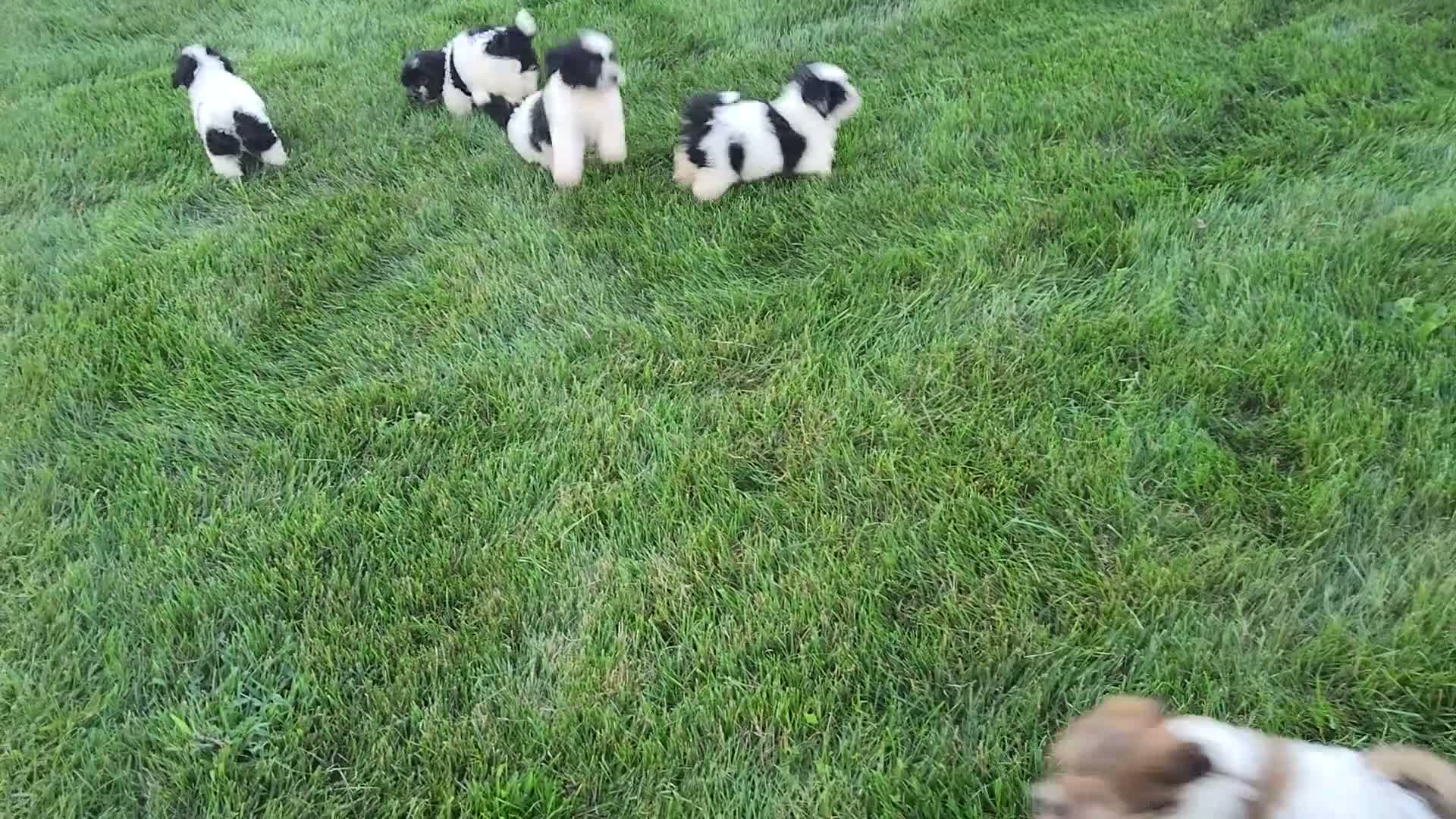 Teddy Bear dogs for sale: Chloe - Video 1