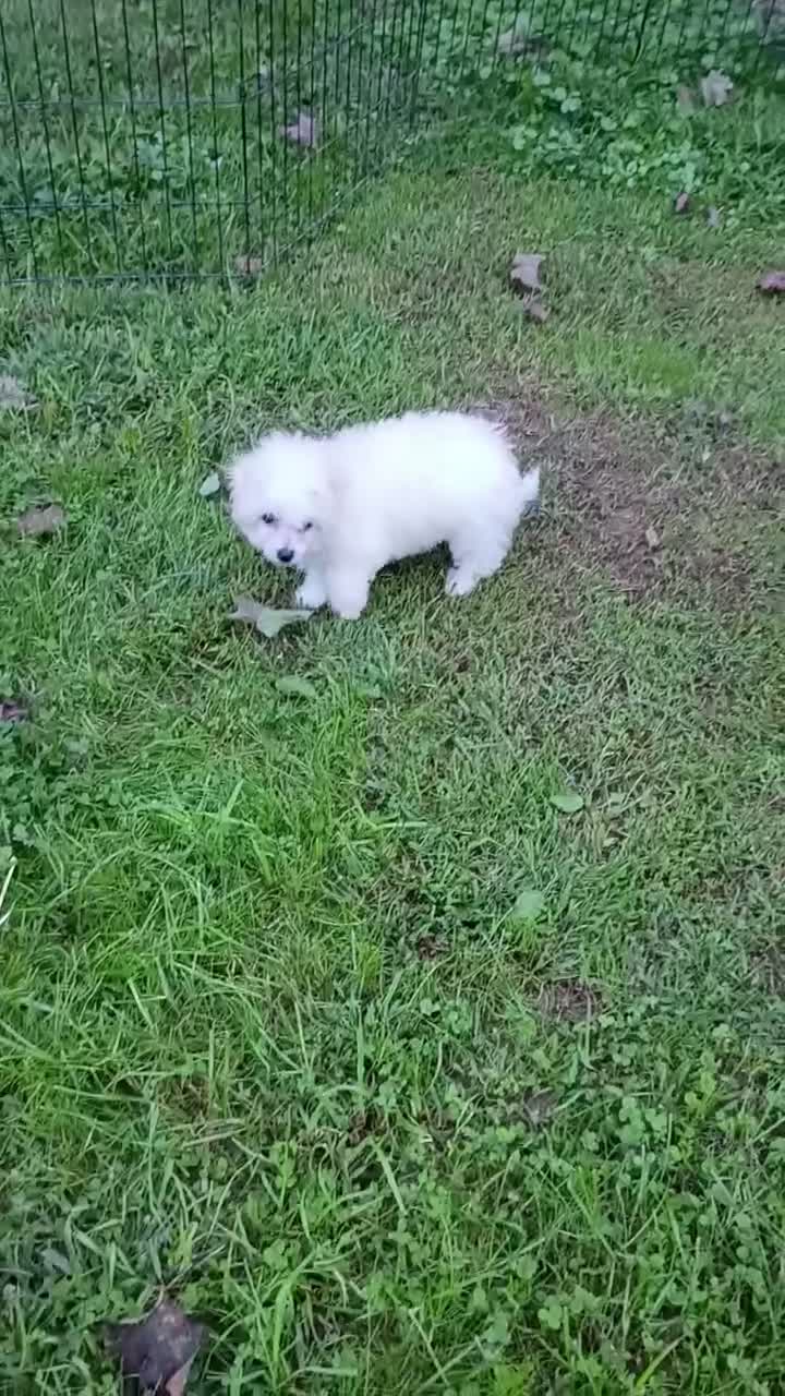 Bichon Frise dogs for sale: Snow  - Video 1