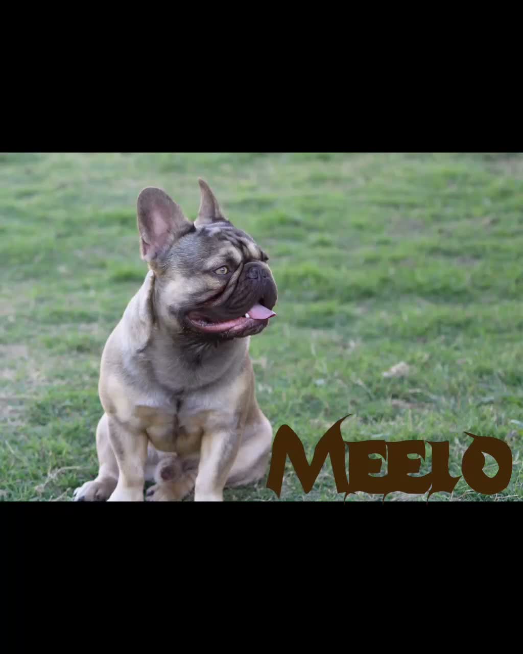 French Bulldog dogs for sale: French Bulldog 1 - Video 2