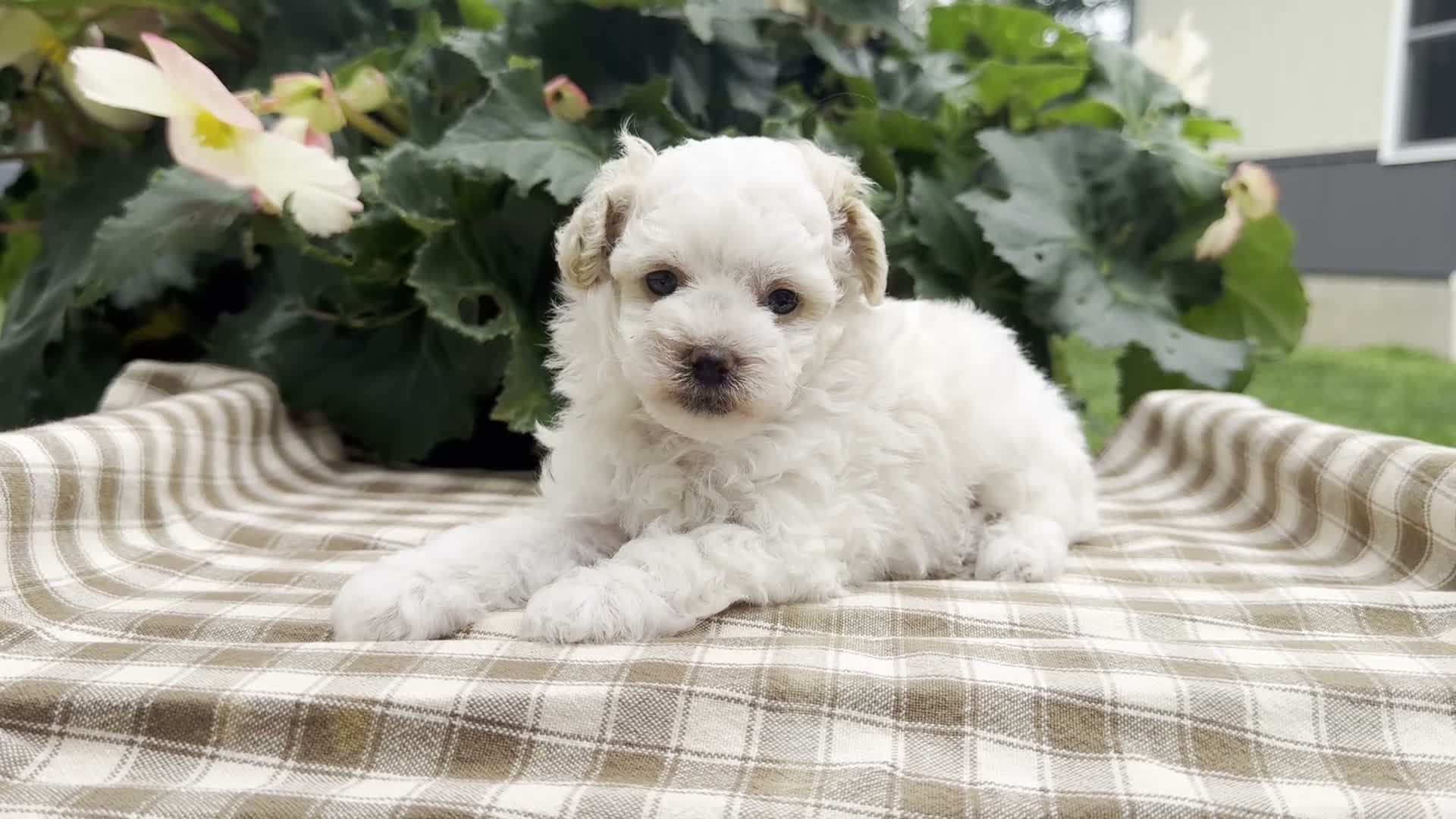 Miniature Poodle dogs for sale: Gage - Video 1