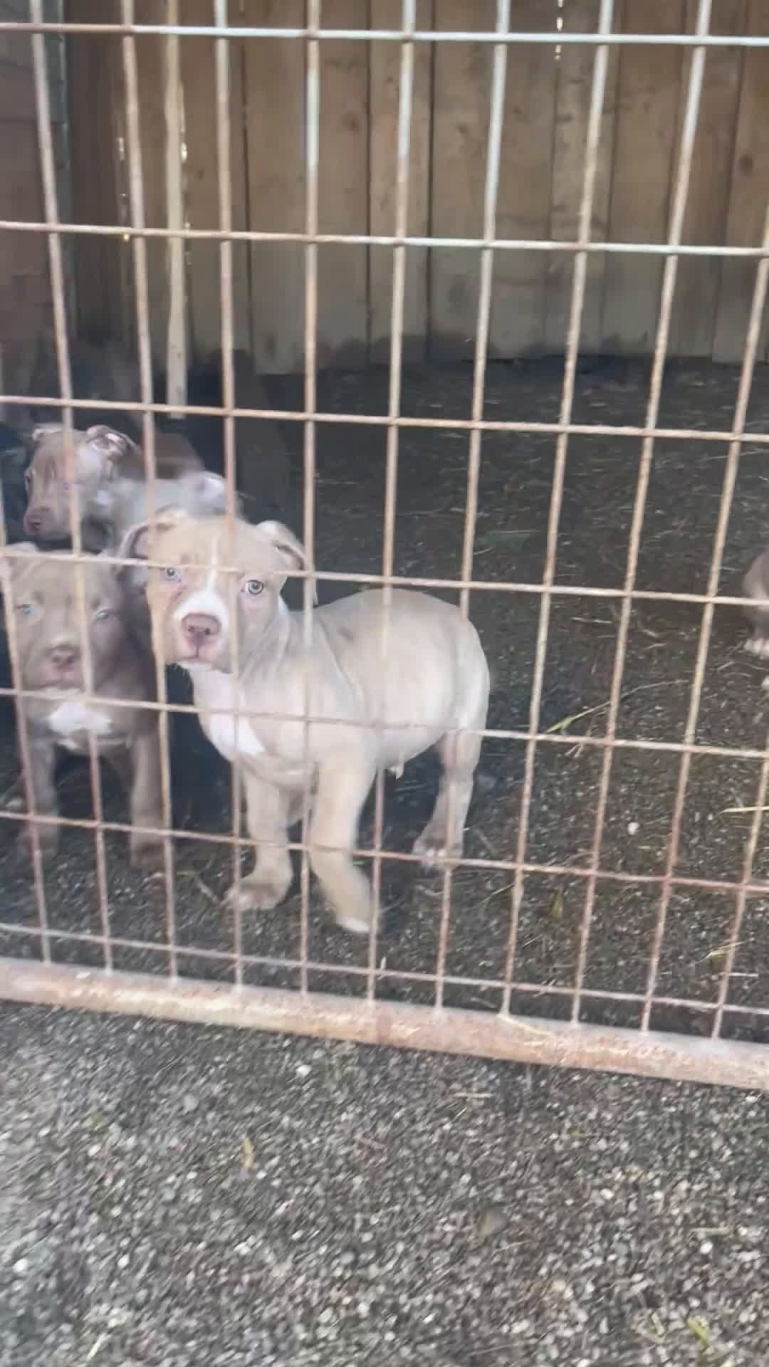 American Bully dogs for sale: American Bully Male 3 - Video 2