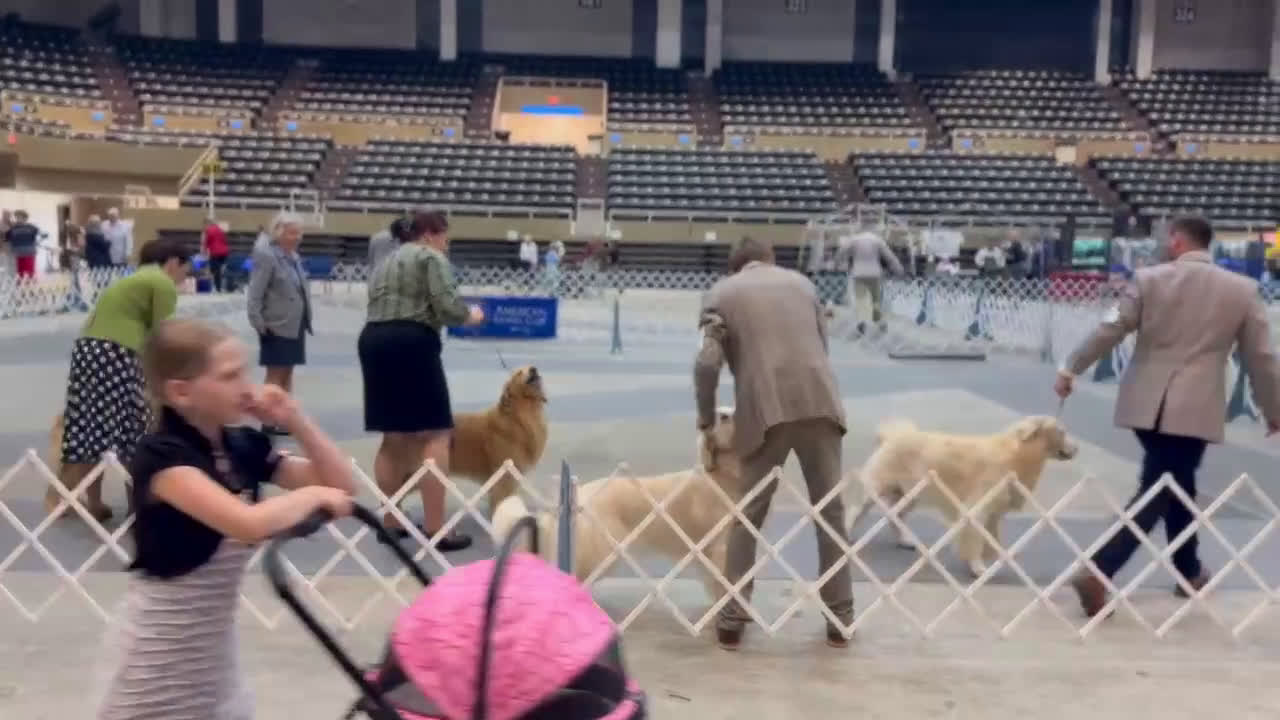 Golden Retriever dogs for stud: Golden retriever stud - Video 1