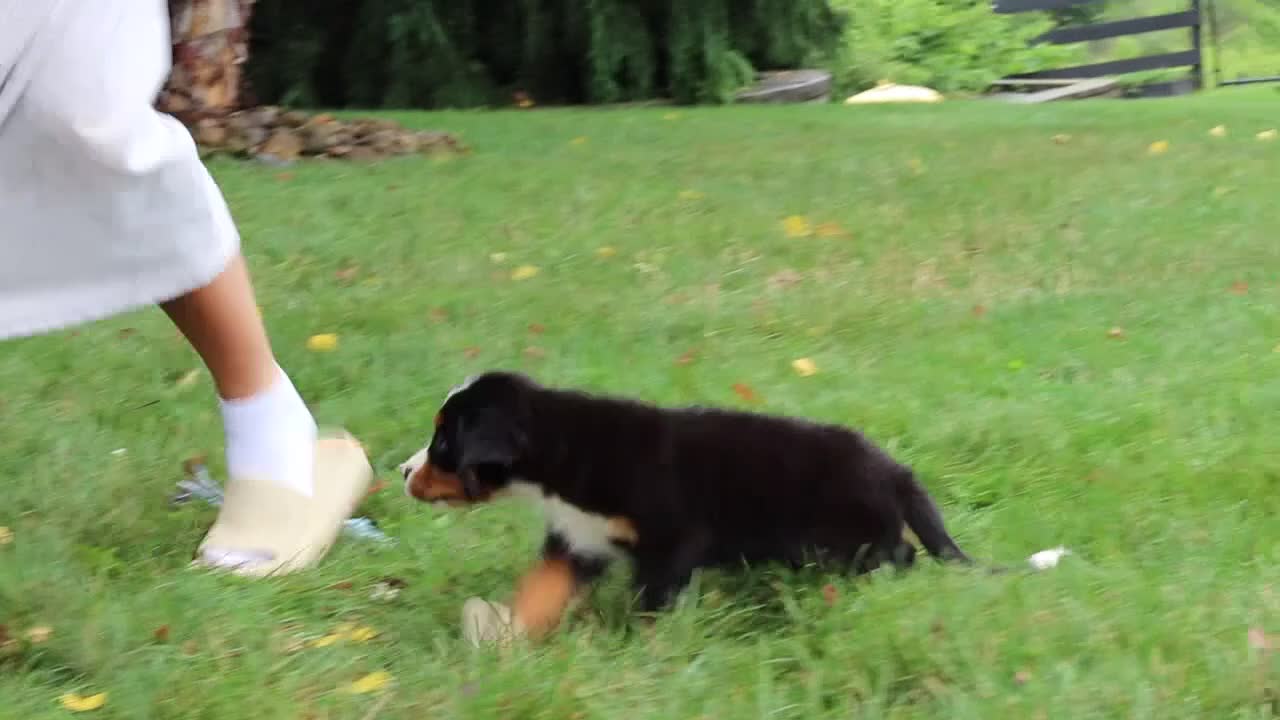 Bernese Mountain Dog dogs for sale: Bruno - Video 1