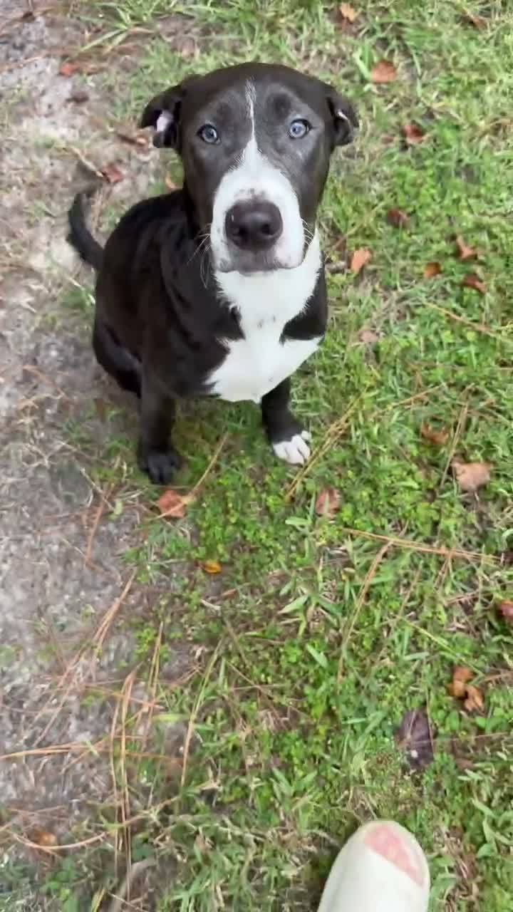 Mixed Breed dogs for sale: Prince - Video 1