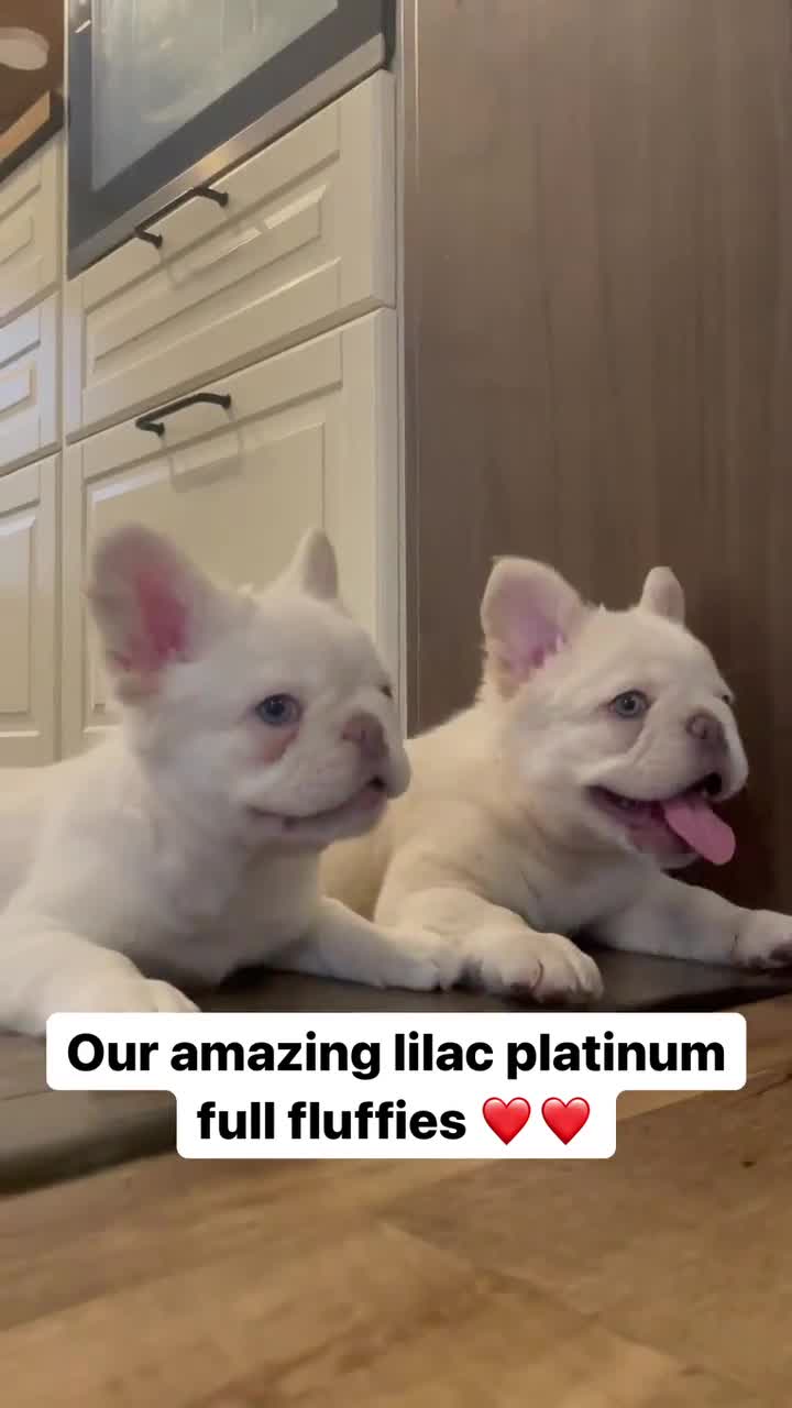 French Bulldog dogs for sale: Berrie - Video 1