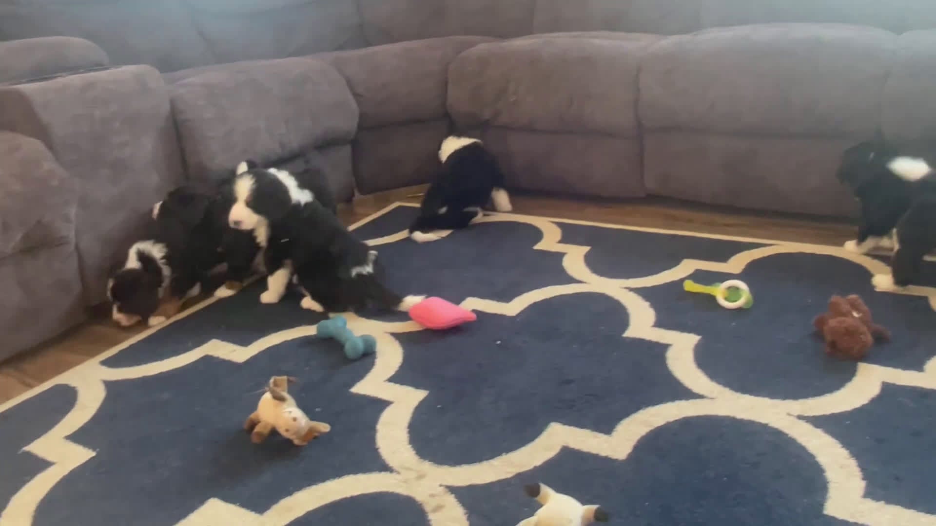 Bernedoodle dogs for sale: Mr.  Virgil - Video 1