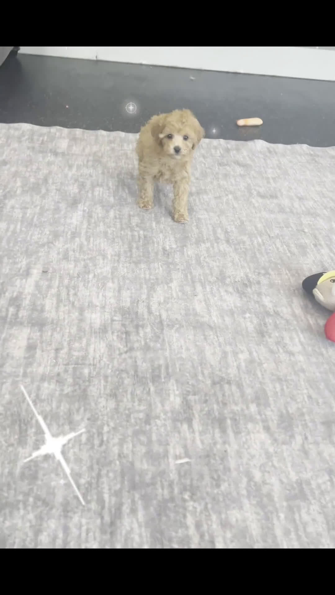 Toy Poodle dogs for sale: Hotzy - Video 1