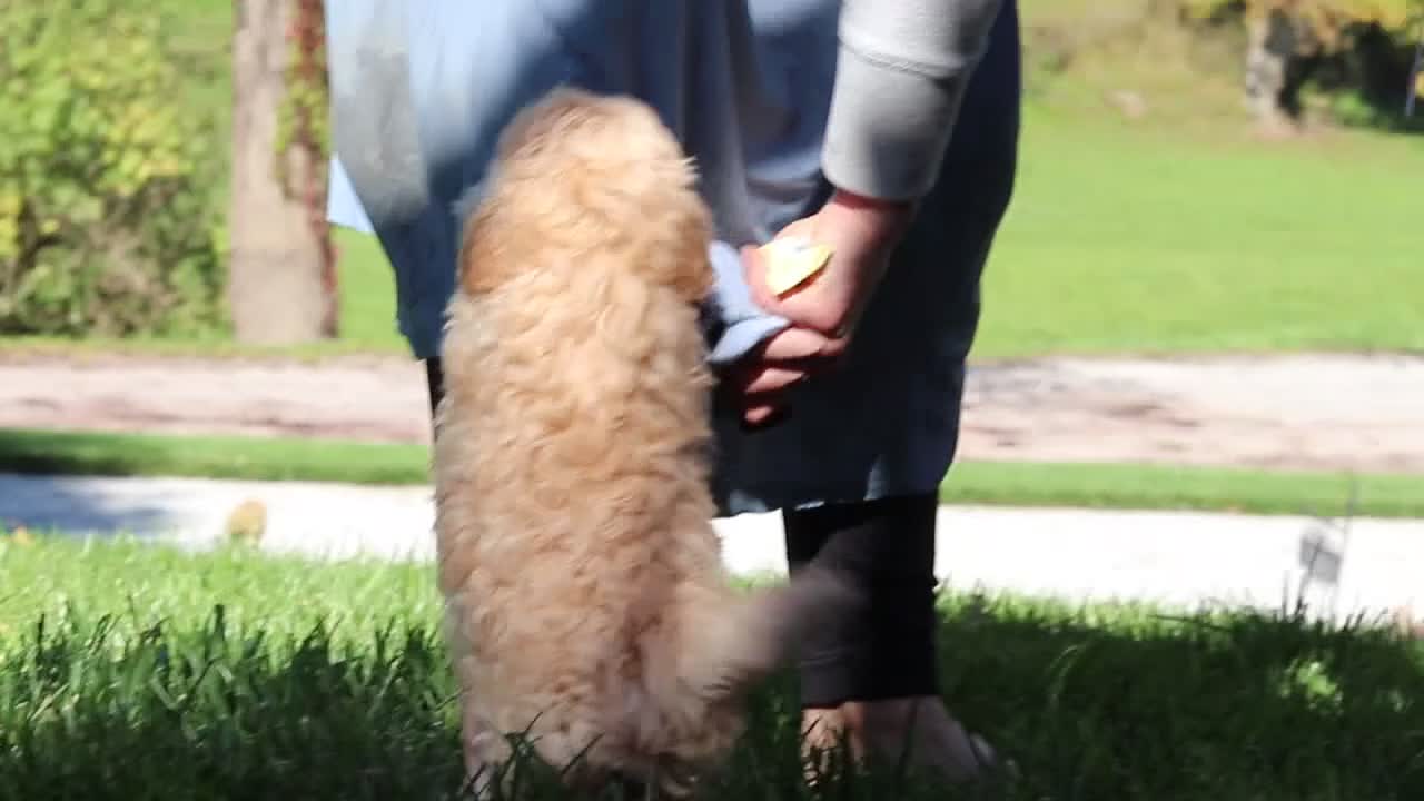 Maltipoo dogs for sale: Honey - Video 3