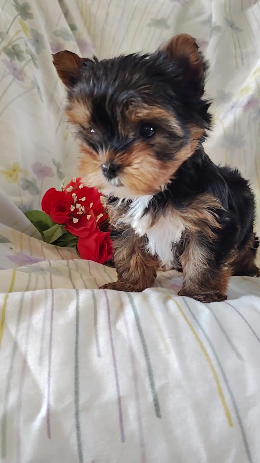 Yorkshire Terrier dogs for sale: Sasha - Video 1