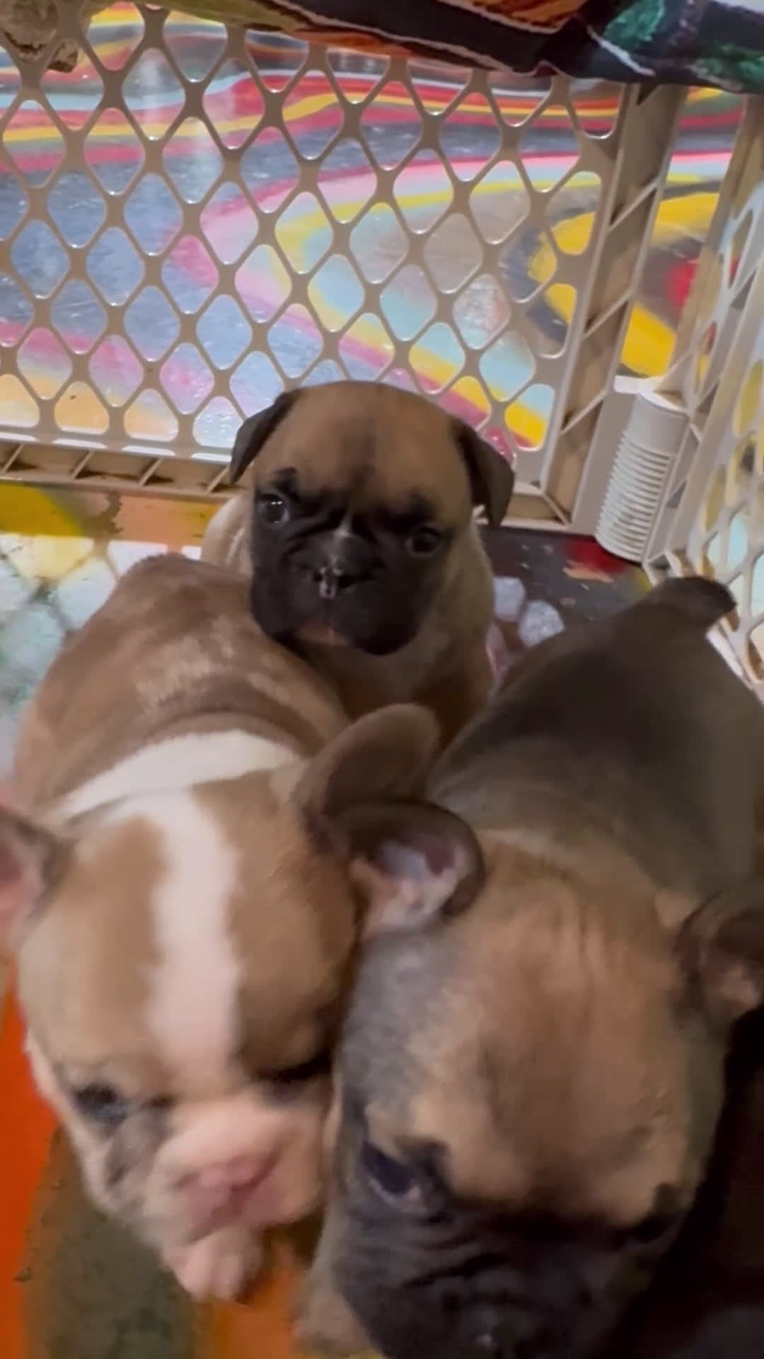 French Bulldog dogs for sale: French Bulldog Puppy 2 - Video 1