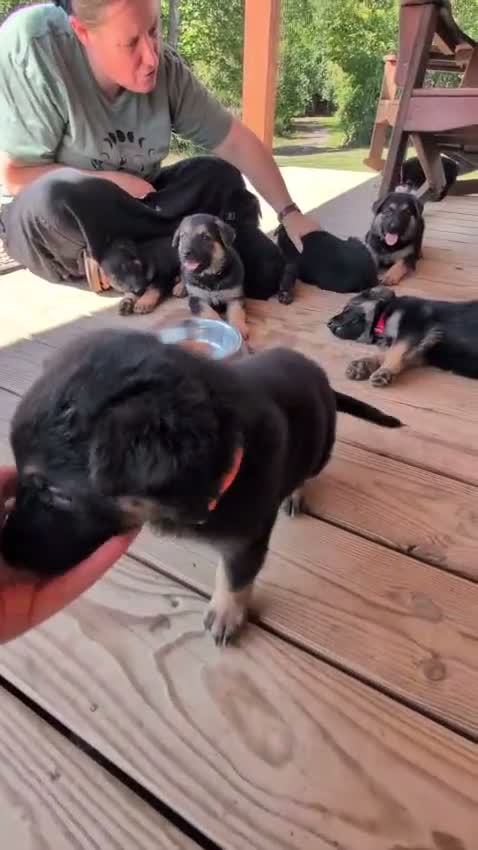 German Shepherd dogs for sale: ♥️SWEET RUBY♥️ - Video 3