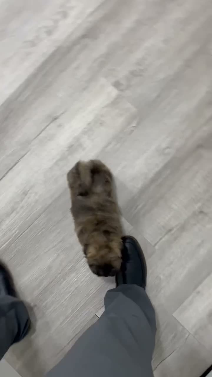 Shihpoo dogs for sale: Jewel - Video 1