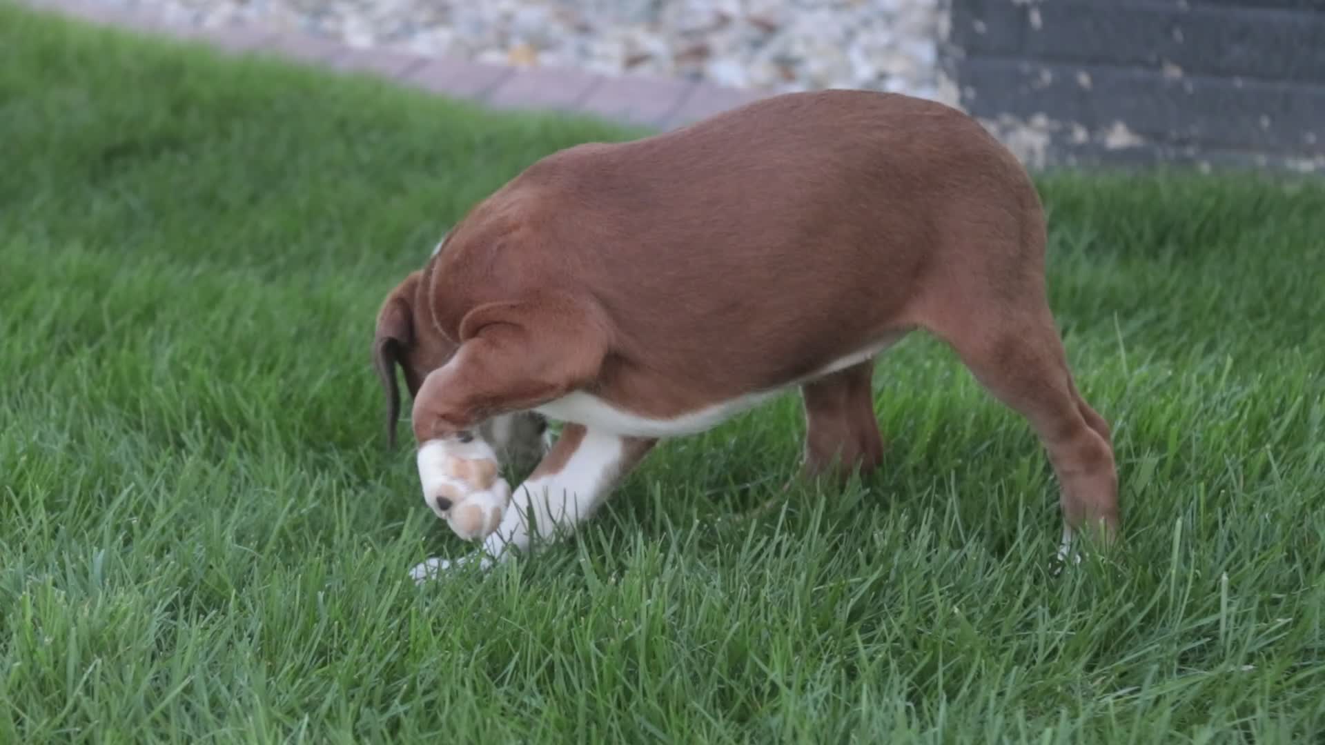 Boxer dogs for sale: Violet - Video 3