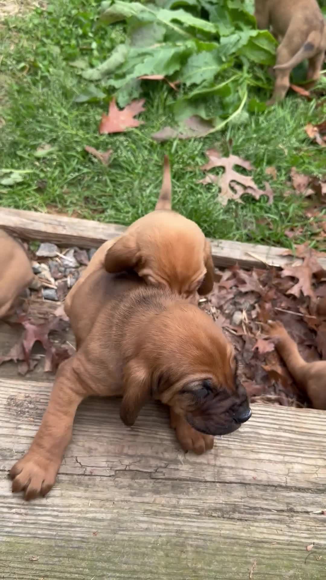 Bloodhound dogs for sale: Bloodhound Puppy 7 - Video 1
