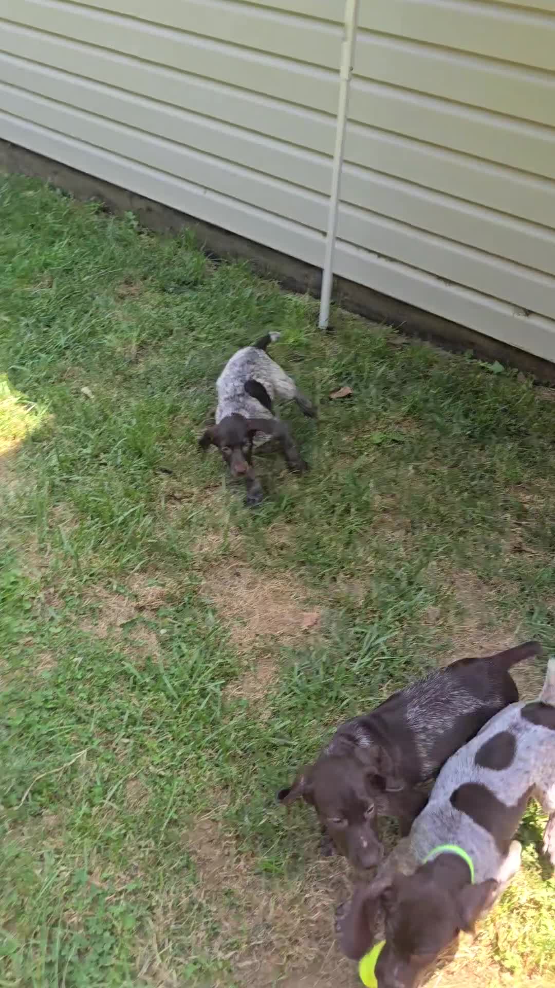 German Shorthaired Pointer dogs for sale: German Shorthaired Pointer 3 - Video 1