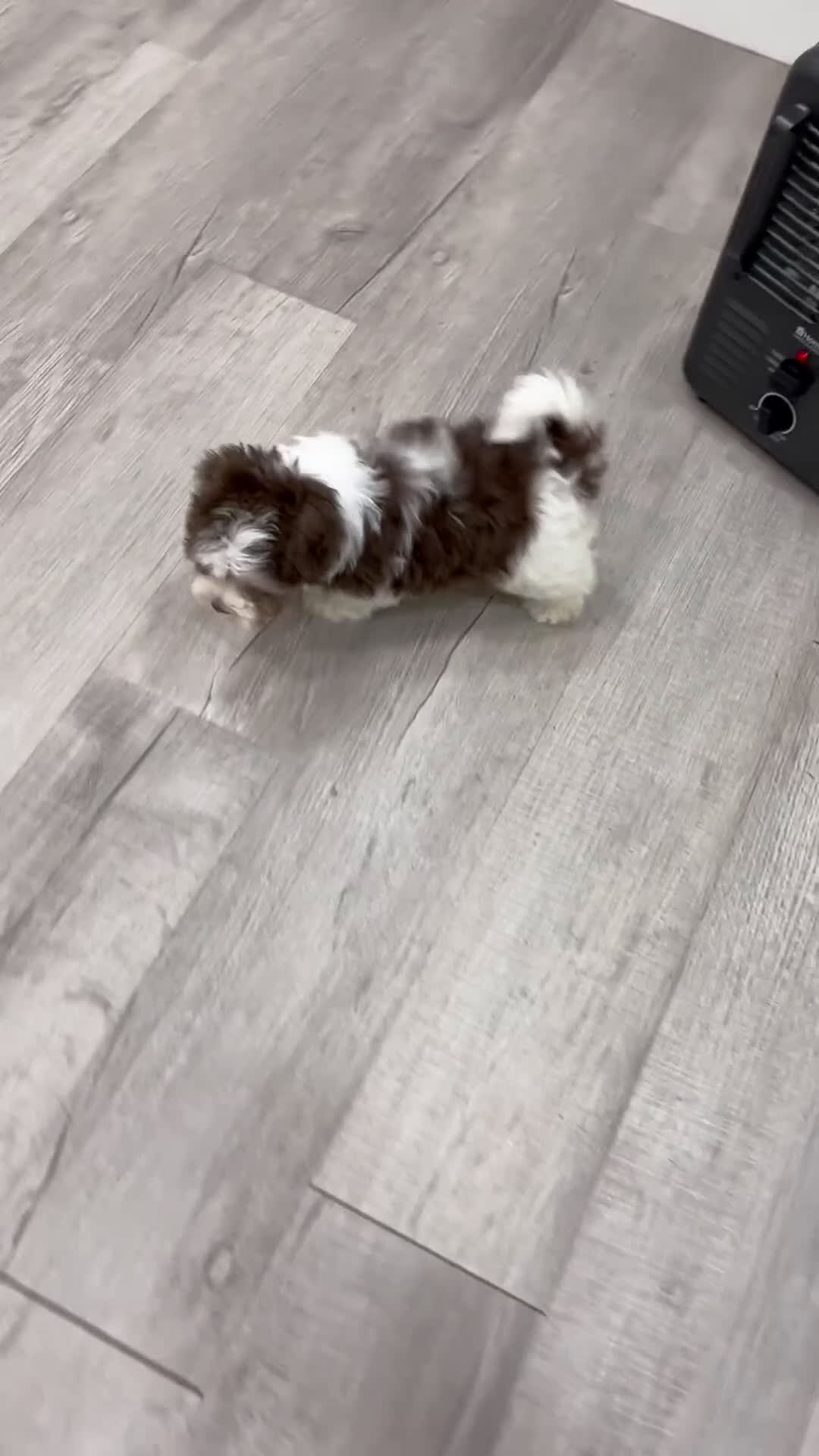 Havanese dogs for sale: Adam - Video 1