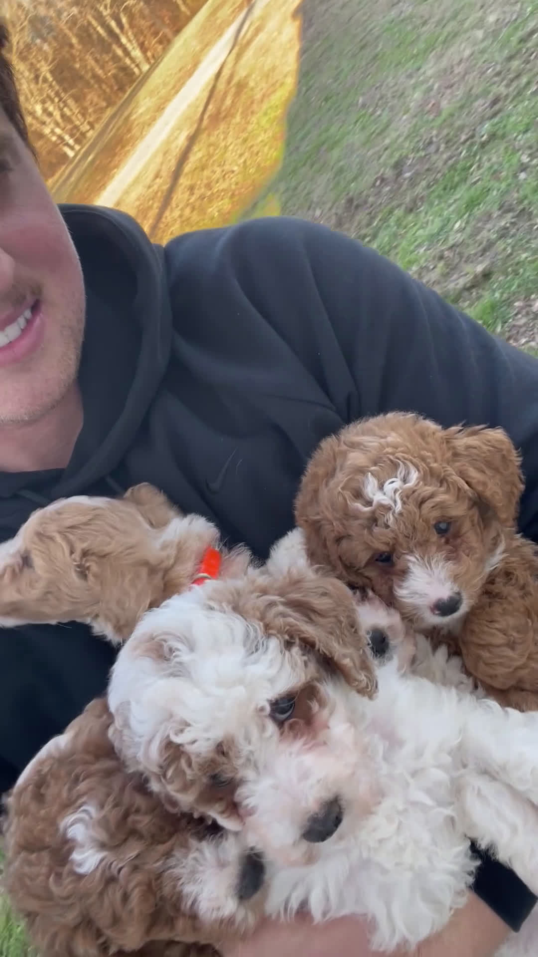 Mini Goldendoodle dogs for sale: Mini Goldendoodle Puppy 4 - Video 1