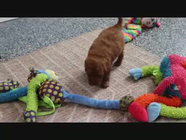 Mini Goldendoodle dogs for sale: Honey - Video 3