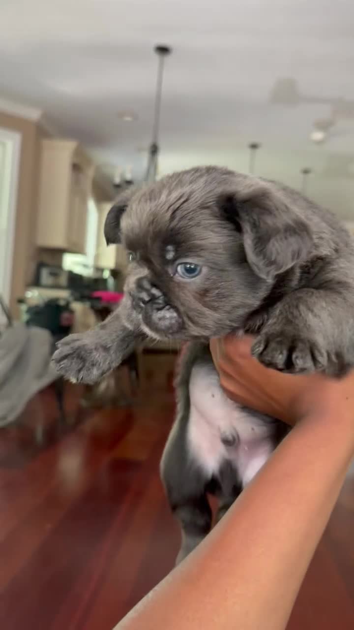 French Bulldog dogs for sale: French Bulldog Puppy 1 - Video 1