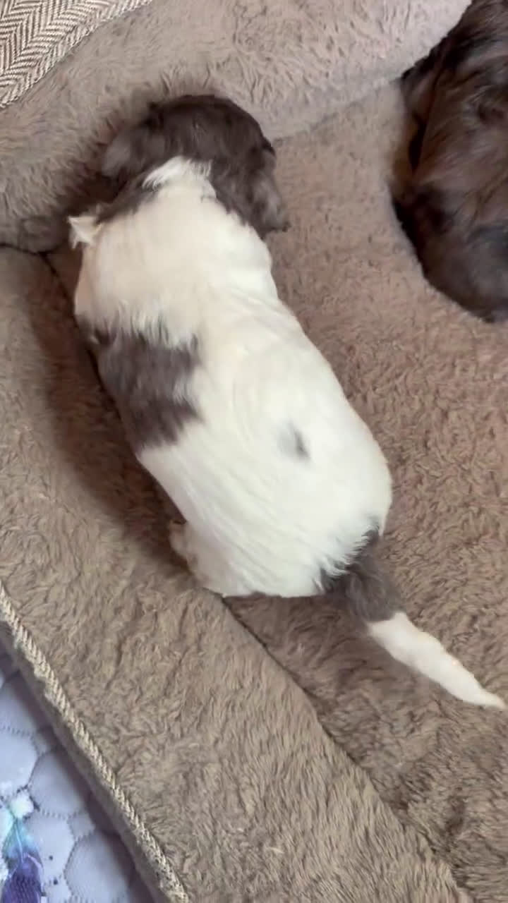 Yorkiepoo dogs for sale: Yorkiepoo ALUNA - Video 2