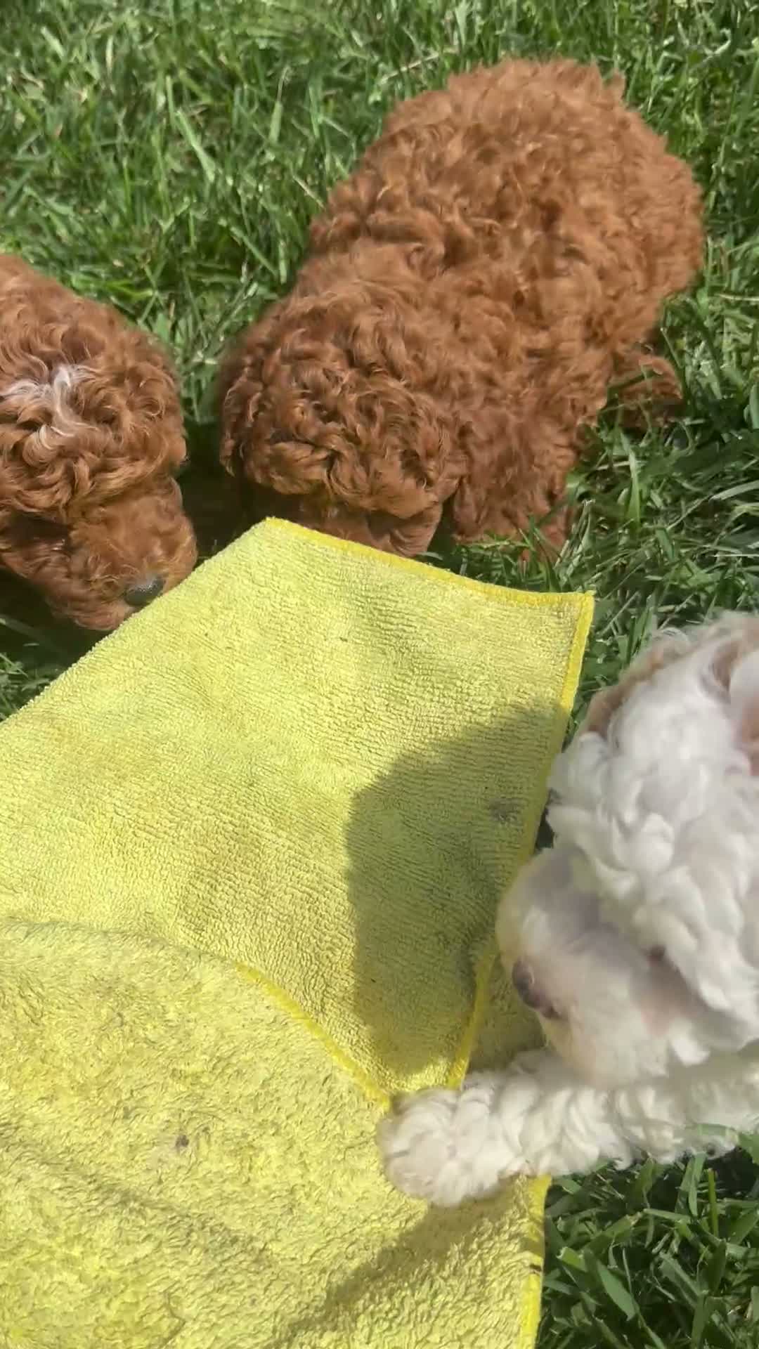 Miniature Poodle dogs for sale: Rayden - Video 1