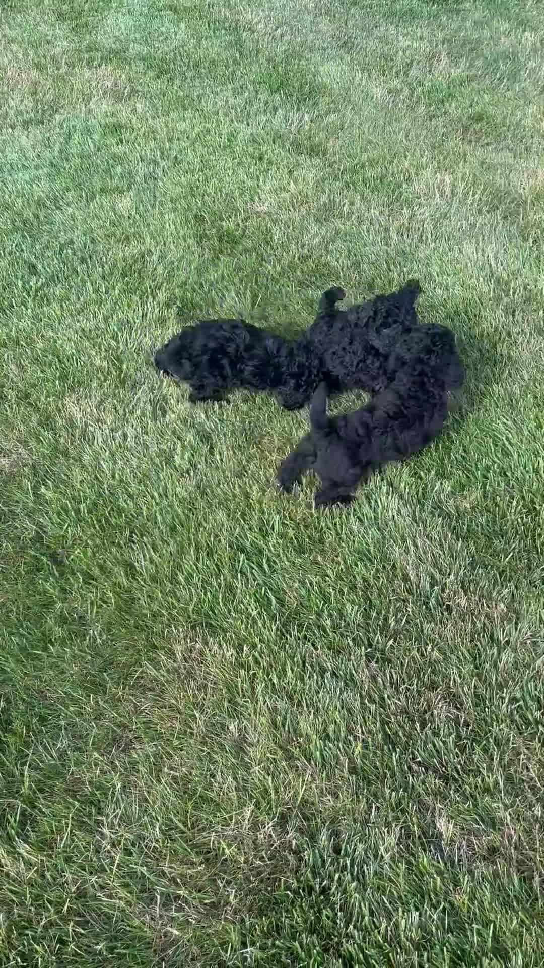 Miniature Poodle dogs for sale: Marco  - Video 1