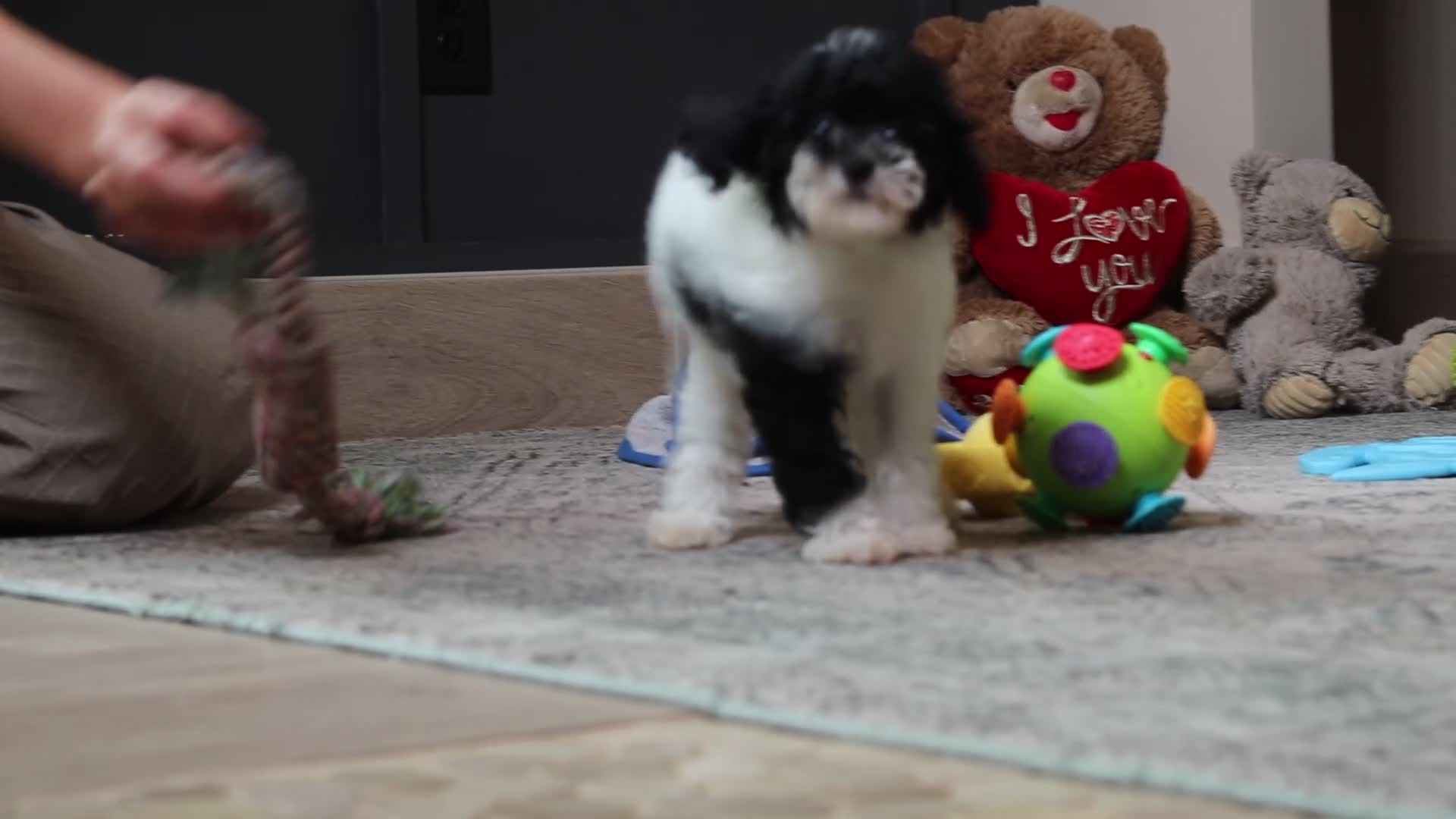 Mixed Breed dogs for sale: Winnie - Video 1